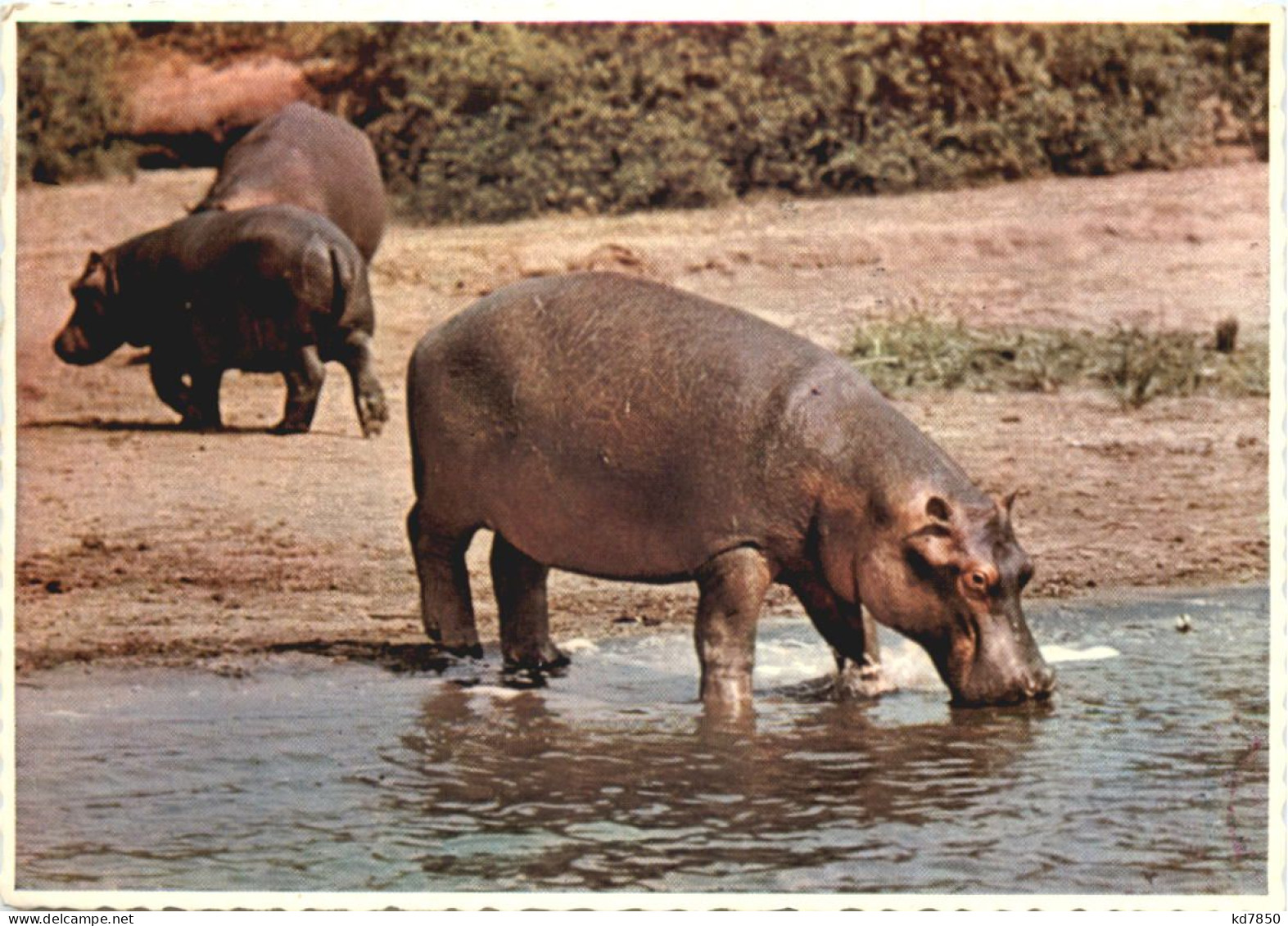 South Africa - Hippo - Südafrika