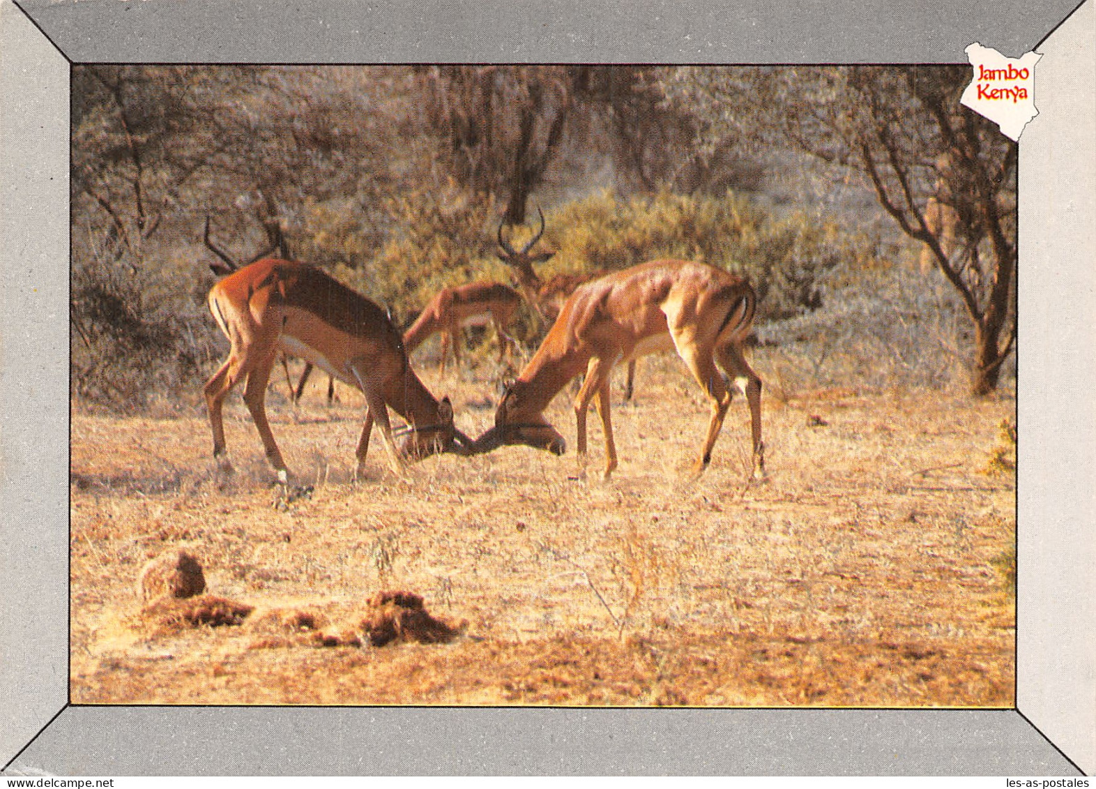 KENYA - Kenia