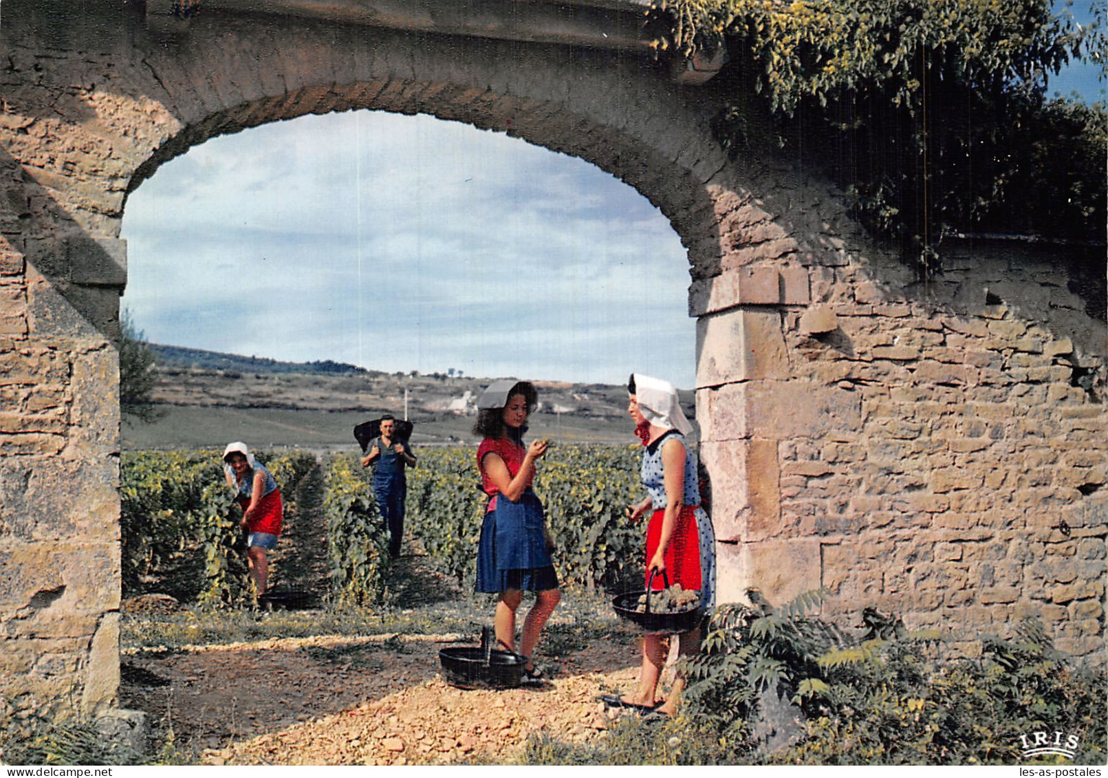 21 MEURSAULT SCENE DES VENDANGES - Meursault