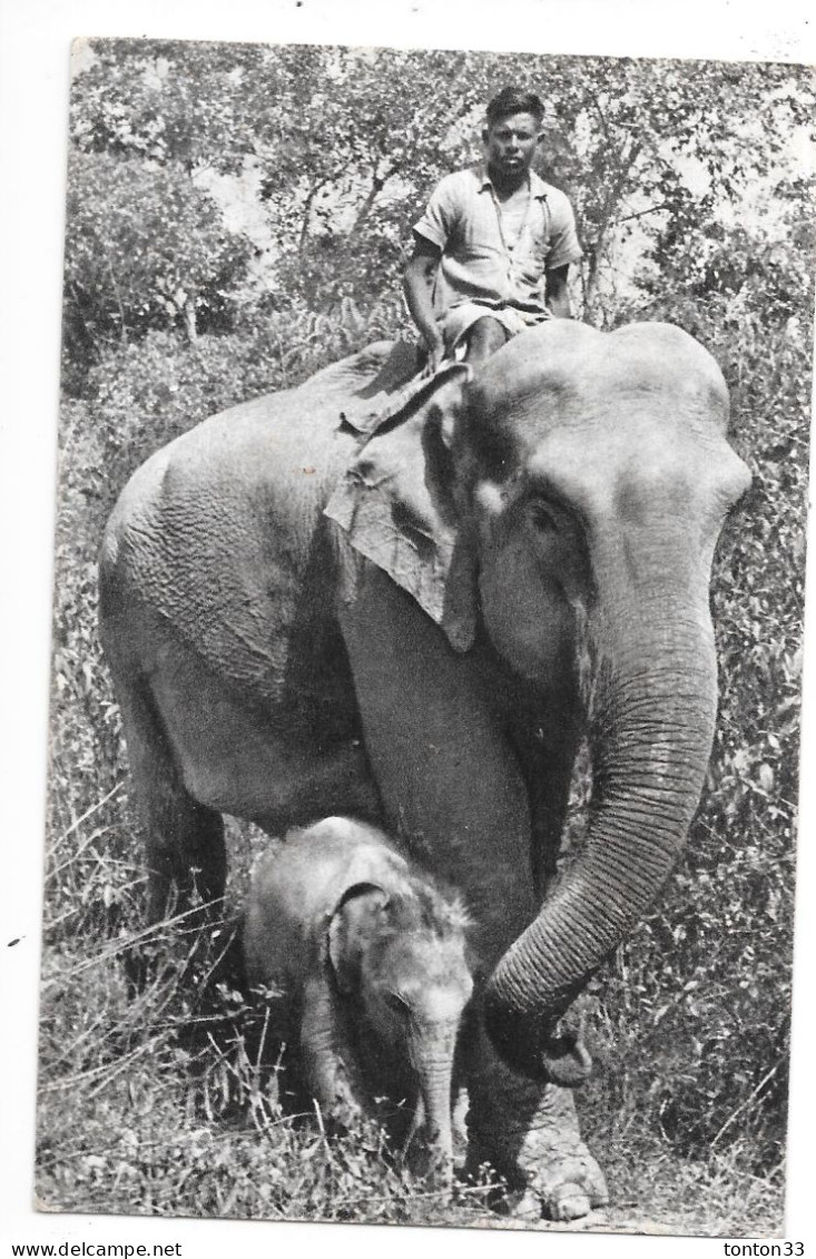 Eléphante Des Indes Et Son Petit - Edité Par Comité National De L'Enfance - TOUL 5 - - Elephants