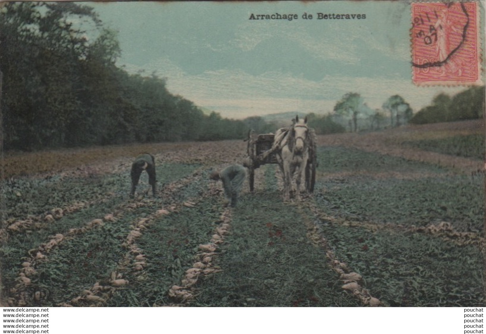 AGRICULTURE - ARRACHAGE DE BETTERAVES ATTELAGE CHEVAL + TAMPON  AMBULANT CONVOYEUR  DE AGEN A AGEN EN 1907 - ( 2 SCANS ) - Landwirtschaftl. Anbau