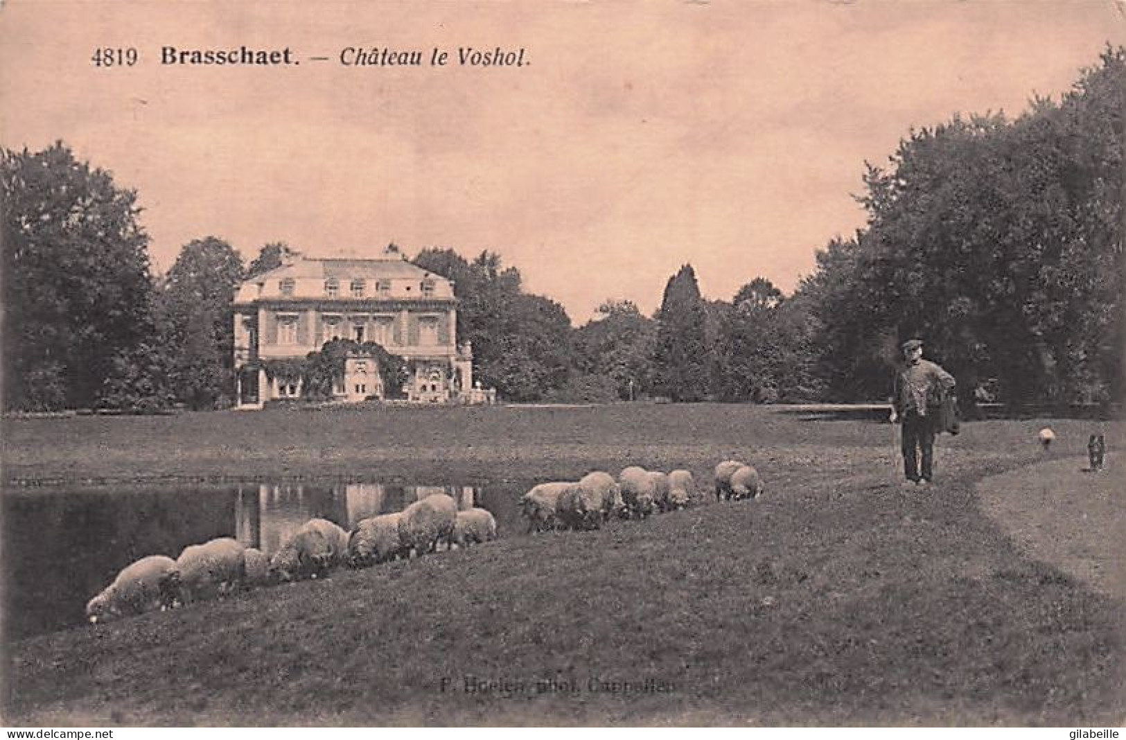 BRASSCHAAT - BRASSCHAET -  Chateau Le Voshol - Moutons Au Paturage - 1921 - Brasschaat