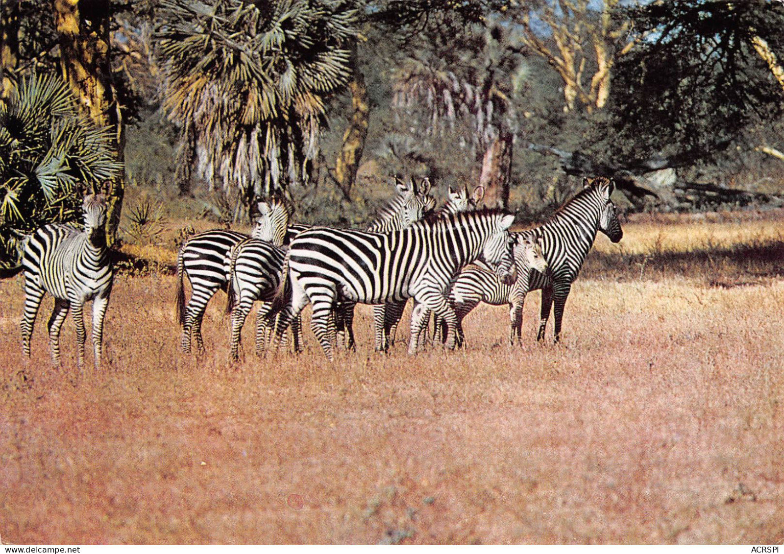 MOZAMBIQUE Mocambique GORONGOSA Zebra Zebre   10 (scan Recto Verso)KEVREN08VIC - Mozambique