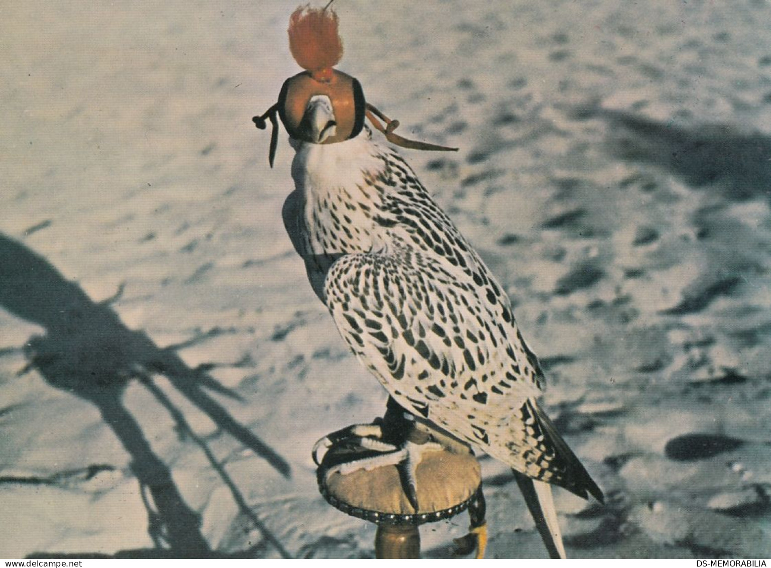 UAE Falcon Hunting Old Postcard - United Arab Emirates