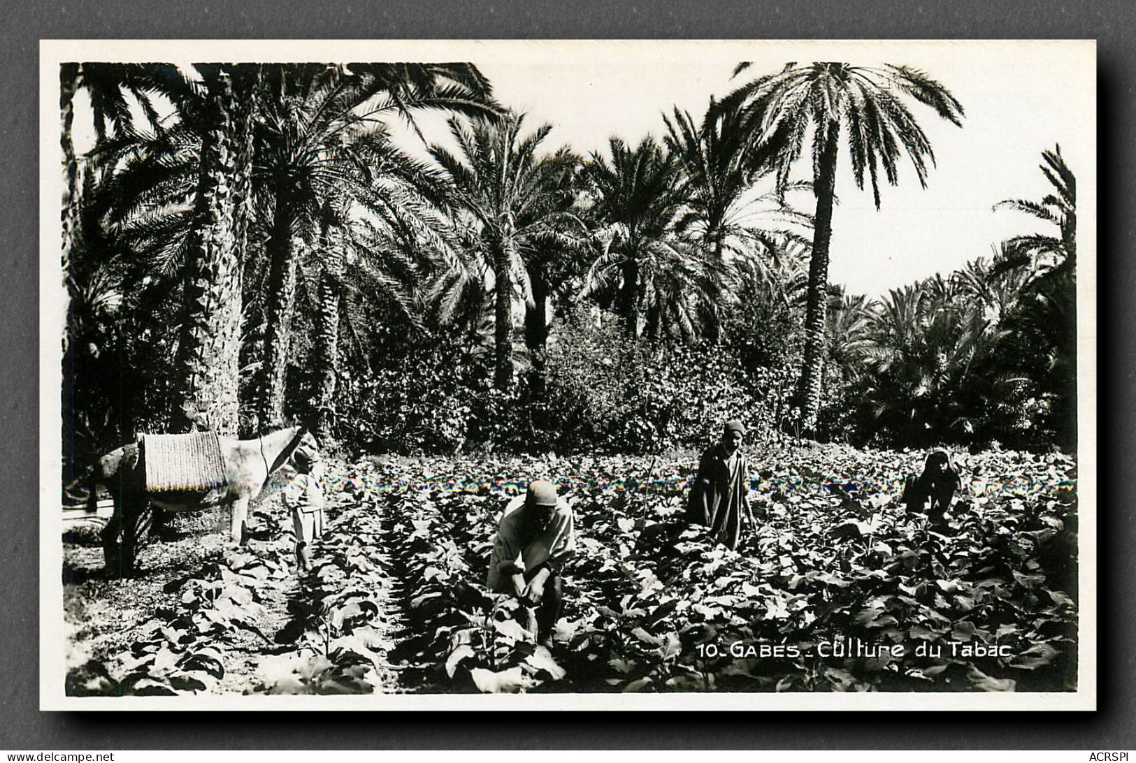 Culture Du Tabac, Tunisie, Gabes. Culture Dans L'Oasis 4 (scan Recto-verso) KEVREN0147 - Landwirtschaftl. Anbau