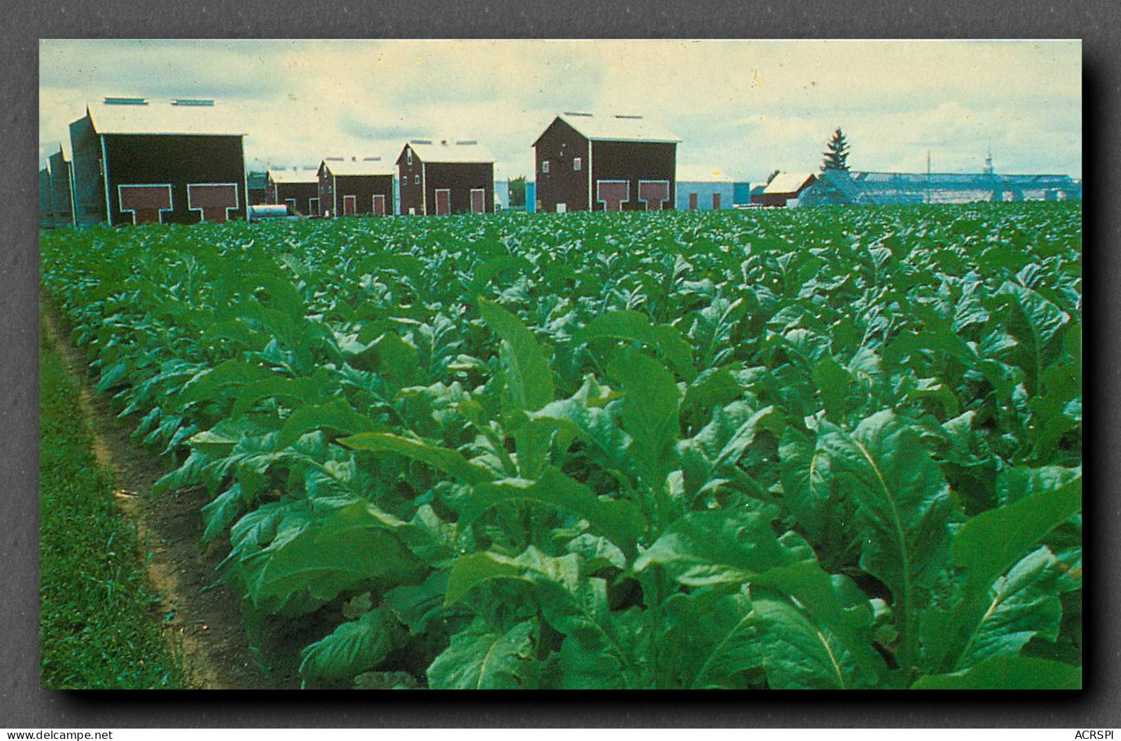 Culture Du Tabac, Quebec, Typique De La Region De Joliette (scan Recto-verso) KEVREN0147 - Landwirtschaftl. Anbau