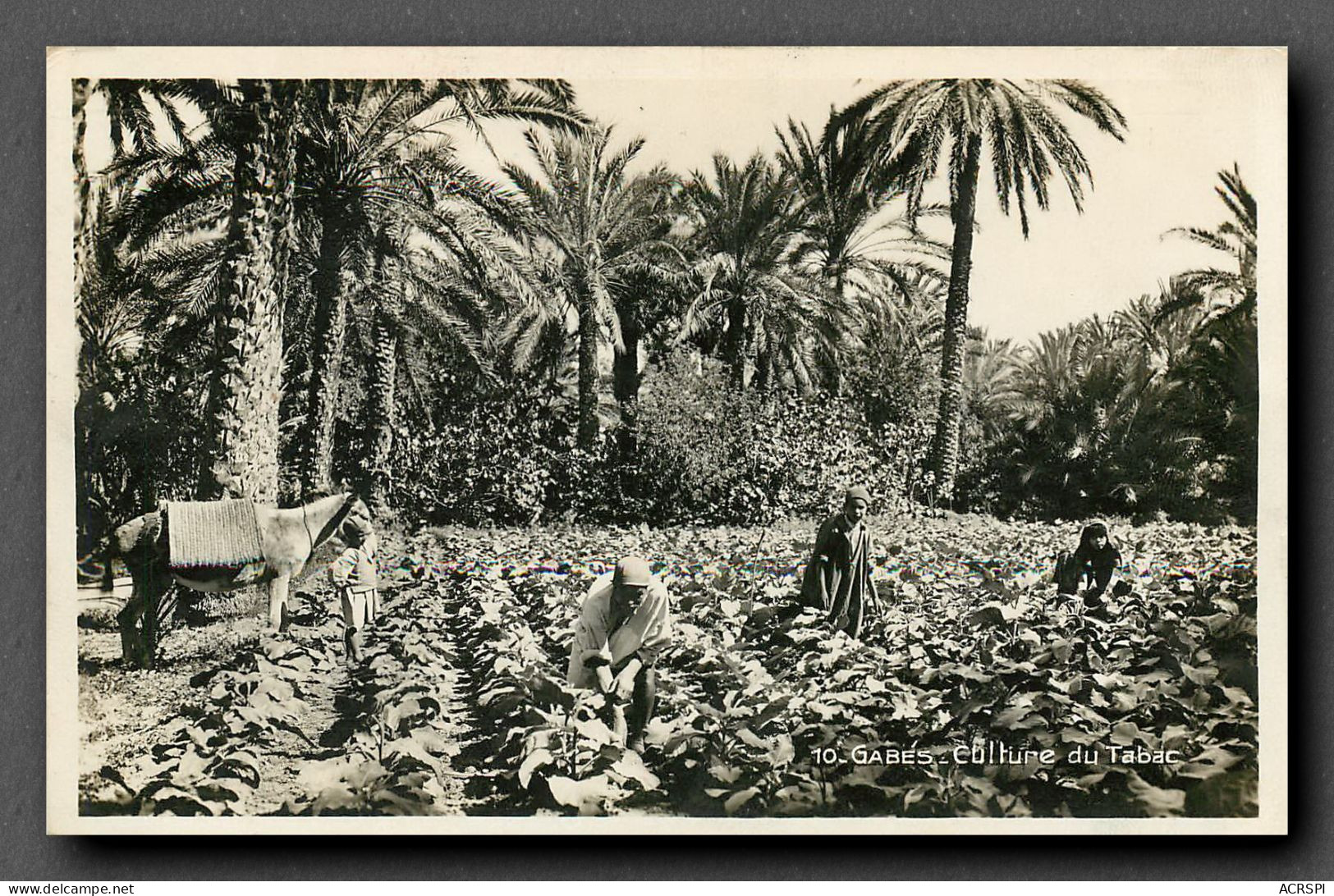 Culture Du Tabac, Tunisie, Gabes. Culture Dans L'Oasis 3 (scan Recto-verso) KEVREN0147 - Landwirtschaftl. Anbau