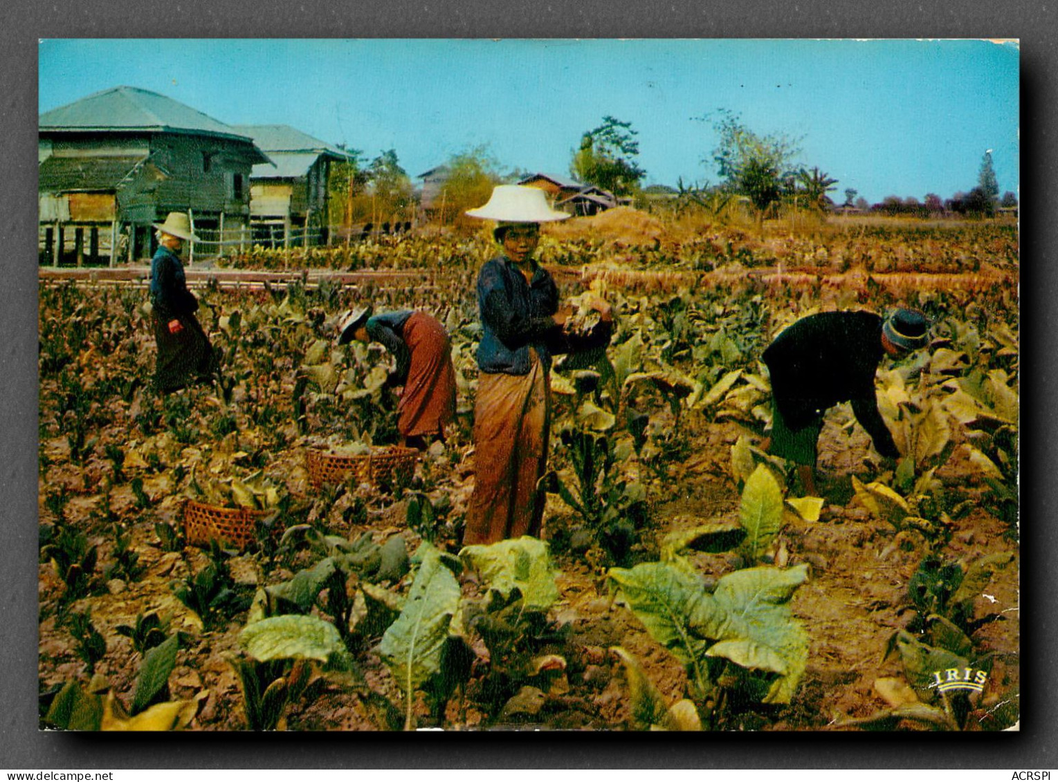 Culture Du Tabac, Thailande, Pitsanulok, La Recolte 2 (scan Recto-verso) KEVREN0147 - Cultures