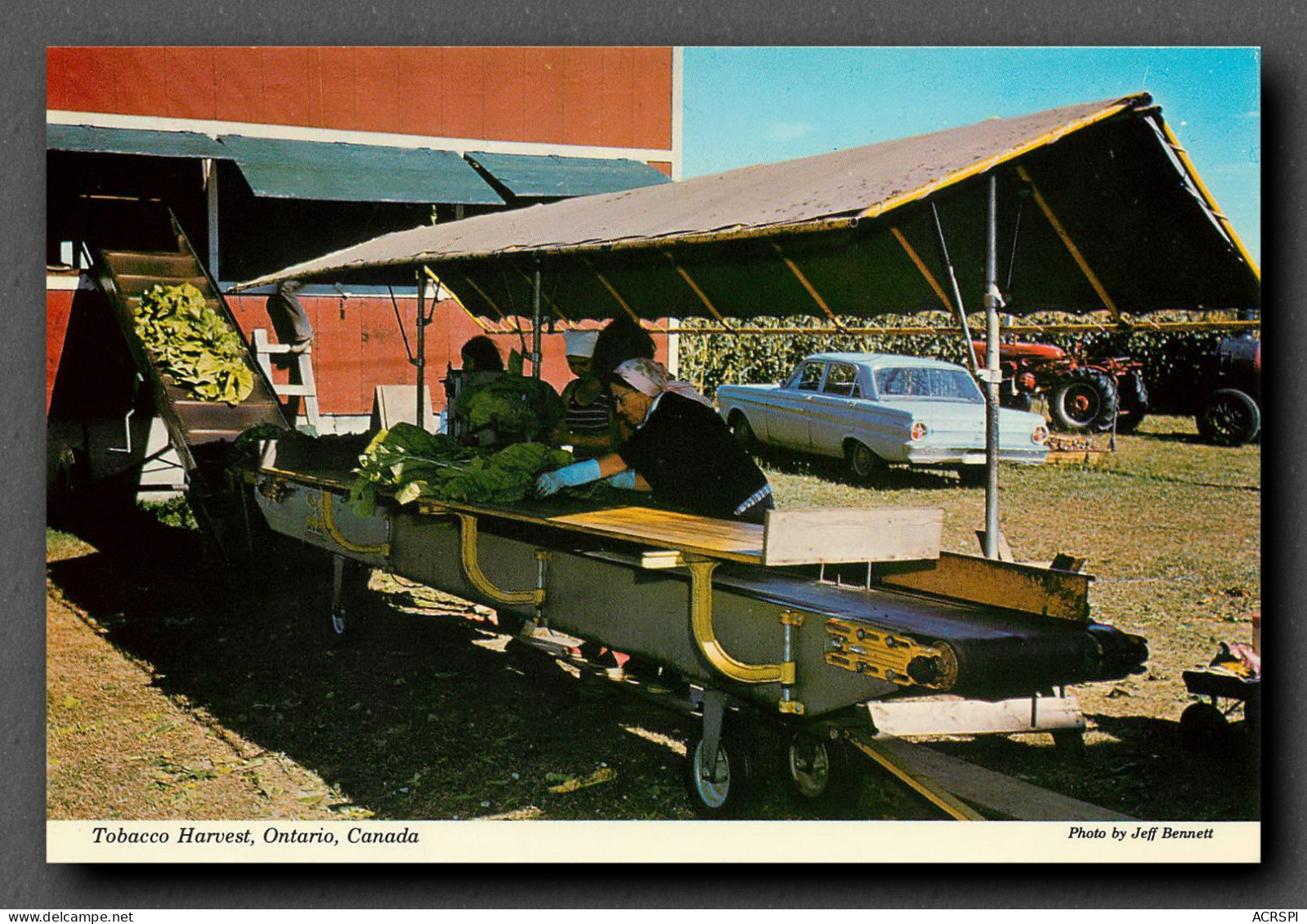 Culture Du Tabac, Canada, Ontario, Tobacco Harvest (scan Recto-verso) KEVREN0147 - Landwirtschaftl. Anbau