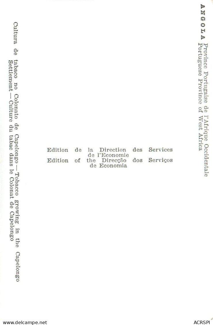 Culture Du Tabac, Afrique, Angola, Province Portugaise. Colonat De Capelongo 2 (scan Recto-verso) KEVREN0147 - Cultures