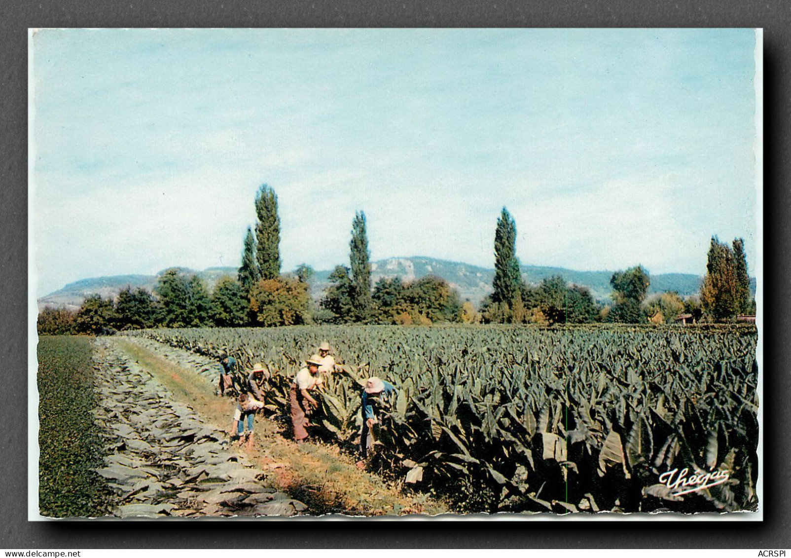 Culture Du Tabac, Dordogne, Recolte Du Tabac En Perigord (scan Recto-verso) KEVREN0147 - Cultures