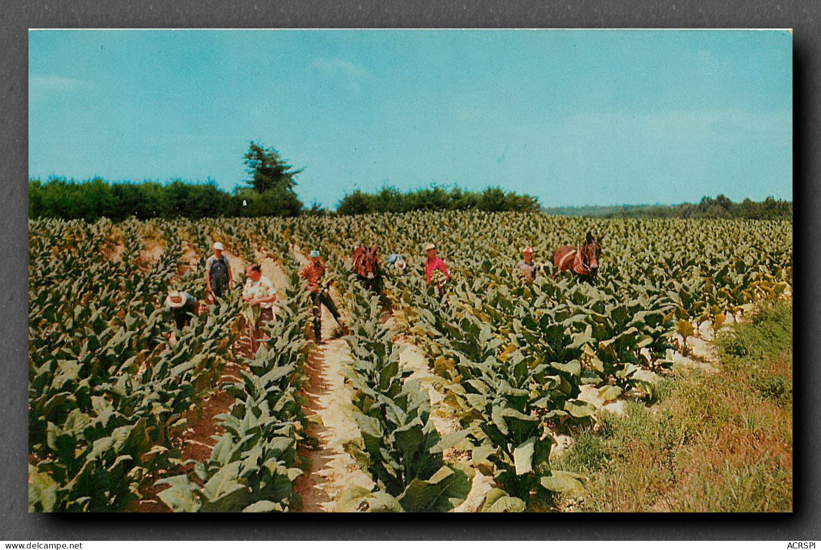 Culture Du Tabac, Canada, Harvesting Tobacco (scan Recto-verso) KEVREN0147 - Cultures