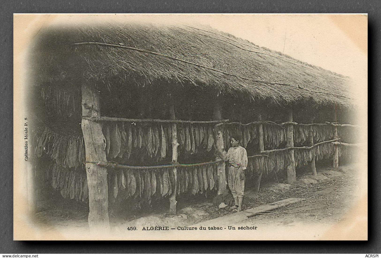 Culture Du Tabac, Algerie, Un Sechoir (scan Recto-verso) KEVREN0147 - Landwirtschaftl. Anbau