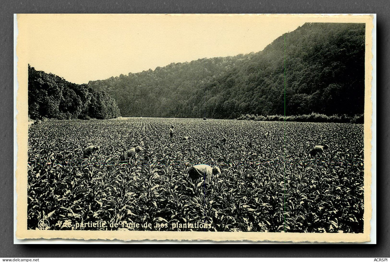 Culture Du Tabac,  Semois Laviot. Plantation, Avril Loiseau (scan Recto-verso) KEVREN0147 - Cultures