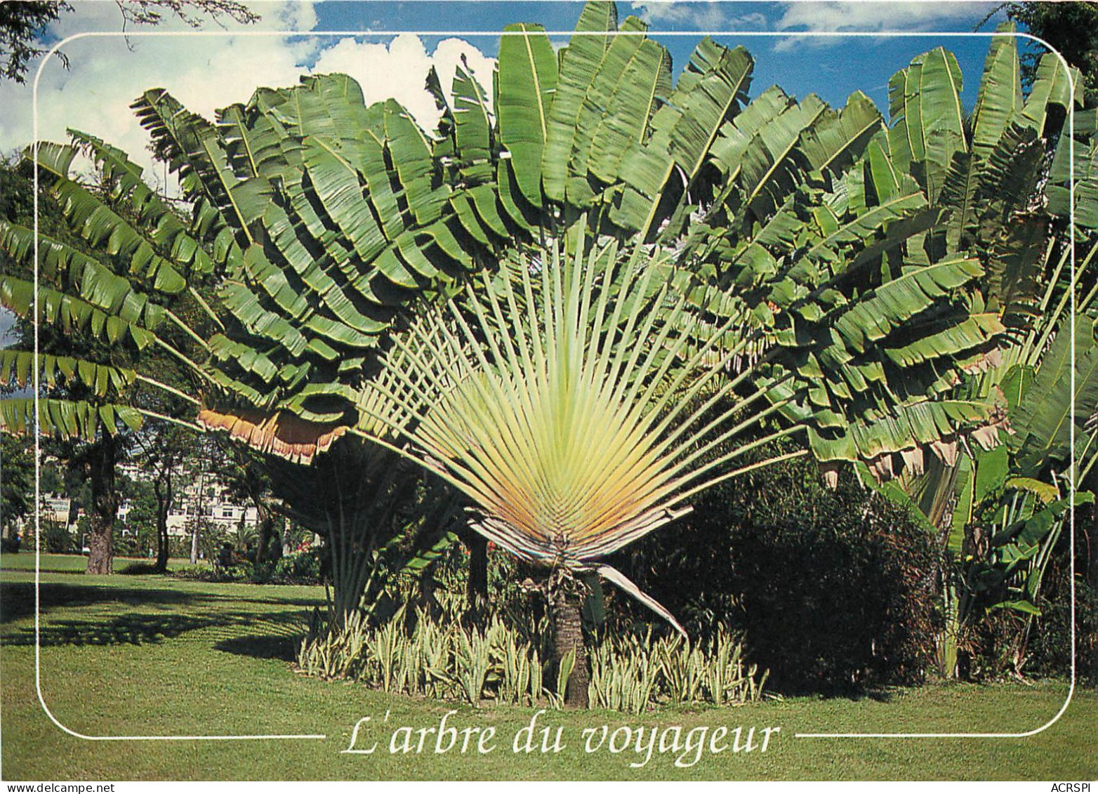  Martinique FORT DE FRANCE  Place De La Savane L'arbre Du Voyageur Ed Exbrayat (scan Recto-verso) KEVREN0170 - Fort De France
