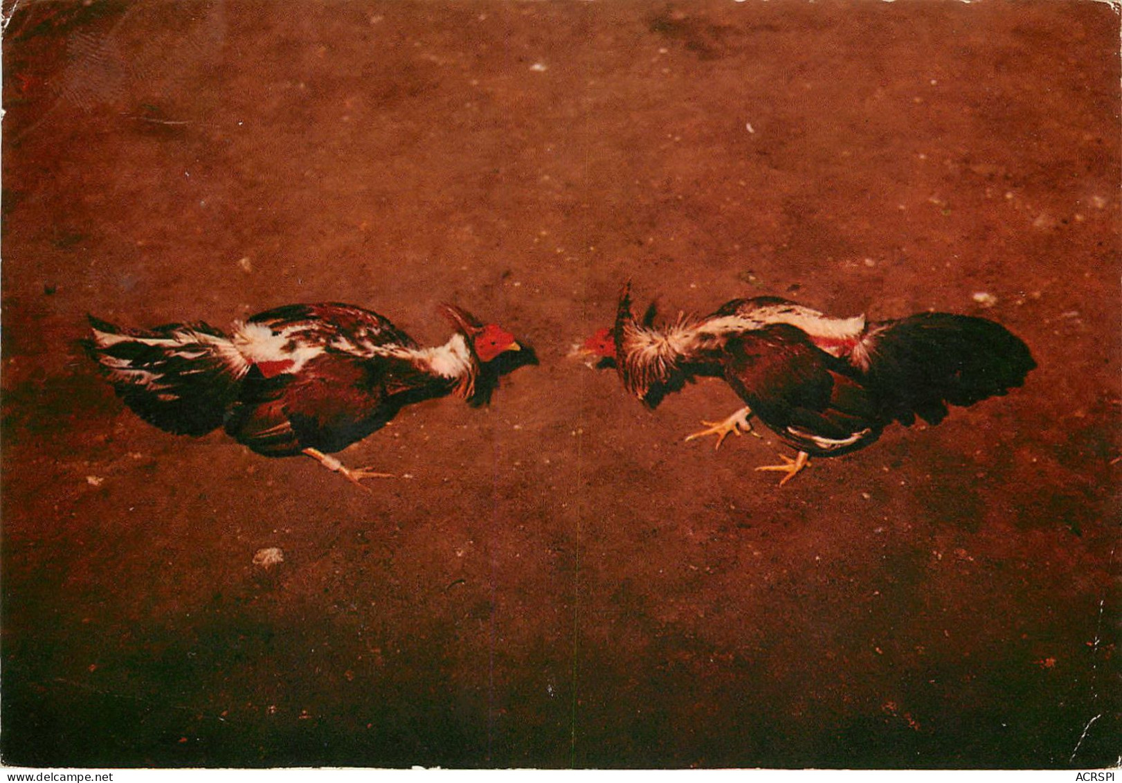 Martinique Fort De France Combat De Cocq Felix ROSE ROSETTE  (scan Recto-verso) KEVREN0165 - Fort De France