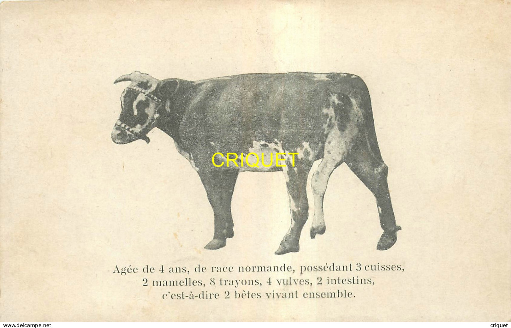 Agriculture, Vache Normande Avec 3 Cuisses, 2 Mamelles ...., Carte Pas Courante - Elevage