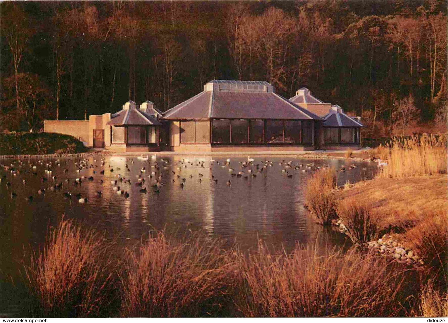 Angleterre - Arundel - The Wildfowl Trust - Sussex - England - Royaume Uni - UK - United Kingdom - CPM - Carte Neuve - V - Arundel