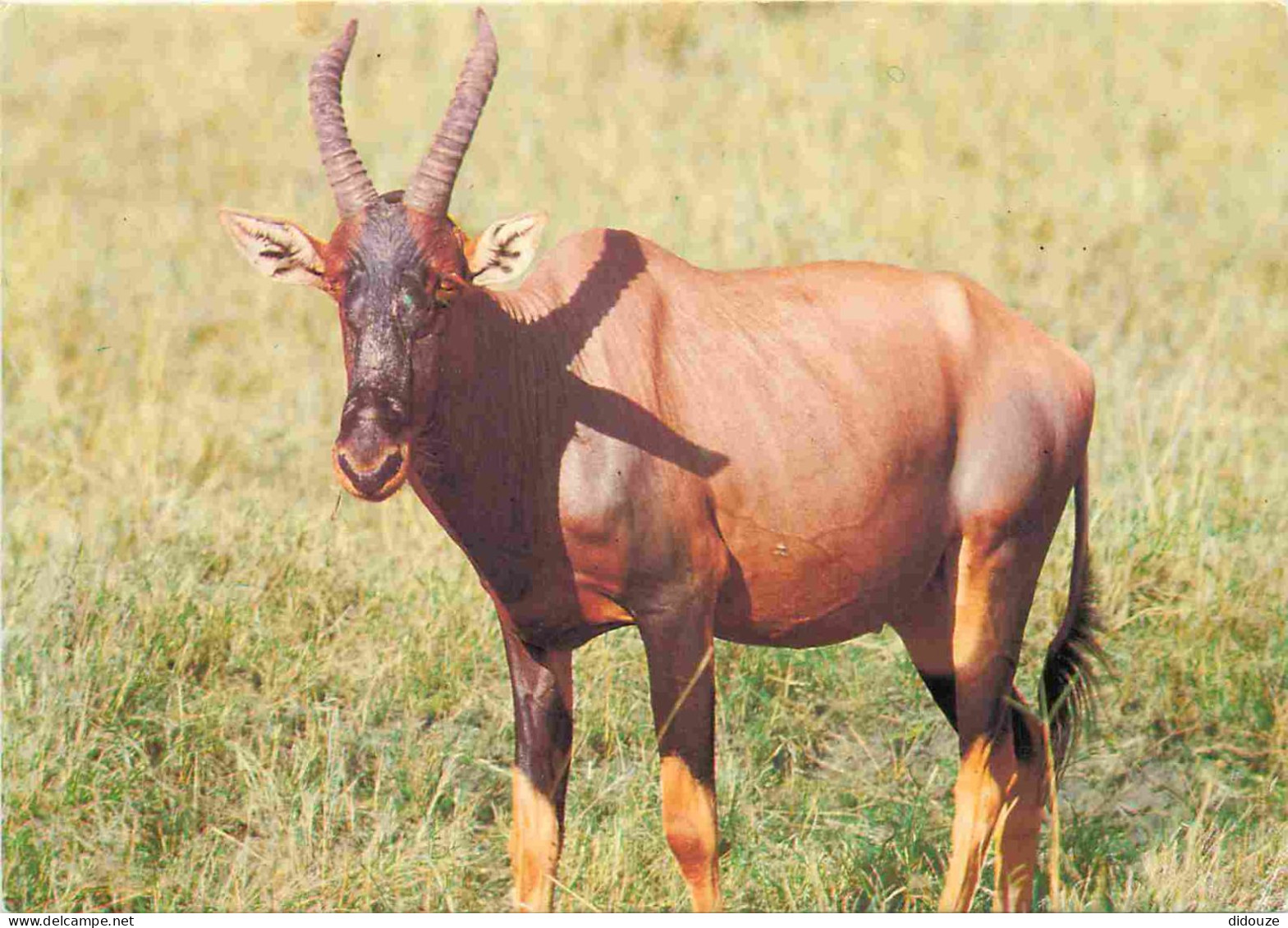 Kenya - Kensta Wildlife Series - Topi - Animaux - CPM - Voir Scans Recto-Verso - Kenya