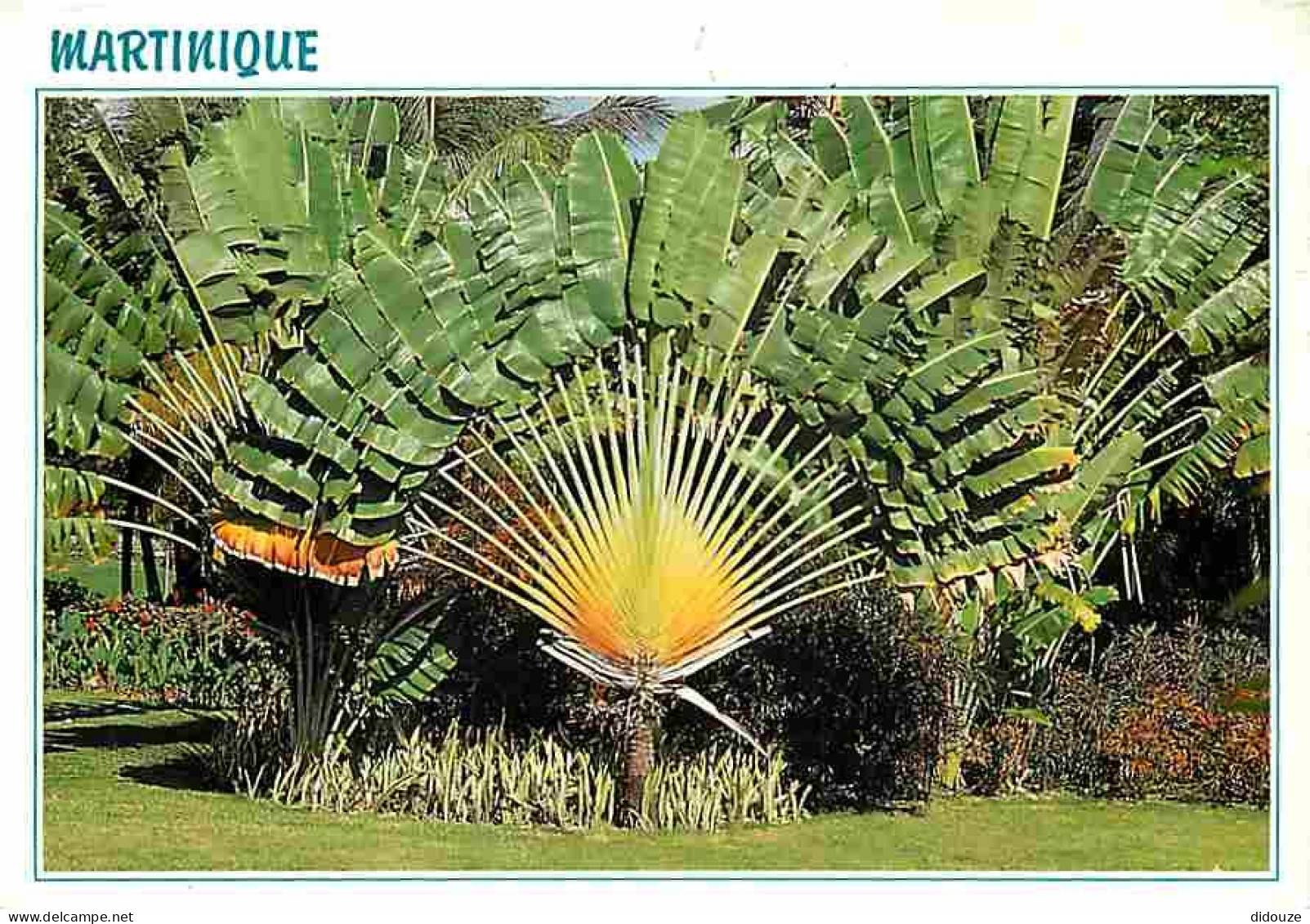 Martinique - Fort De France - Place De La Savane - L'arbre Du Voyageur - CPM - Voir Scans Recto-Verso - Fort De France