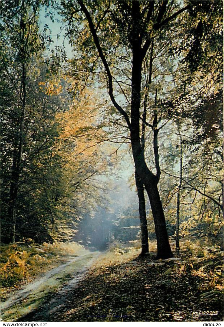 Forêt - Arbres - CPM - Voir Scans Recto-Verso - Bomen