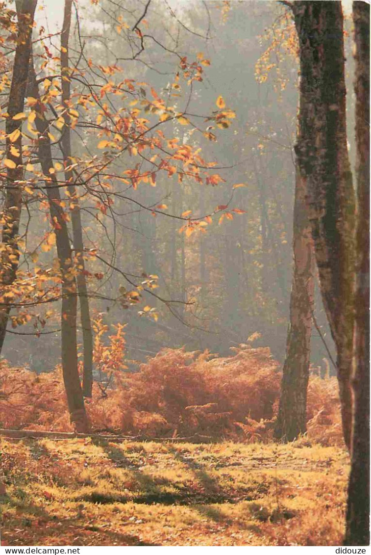 Angleterre - Brentwood - Autumn In Thorndon Country Park - Arbres - Forêt - Essex - England - Royaume Uni - UK - United  - Autres & Non Classés