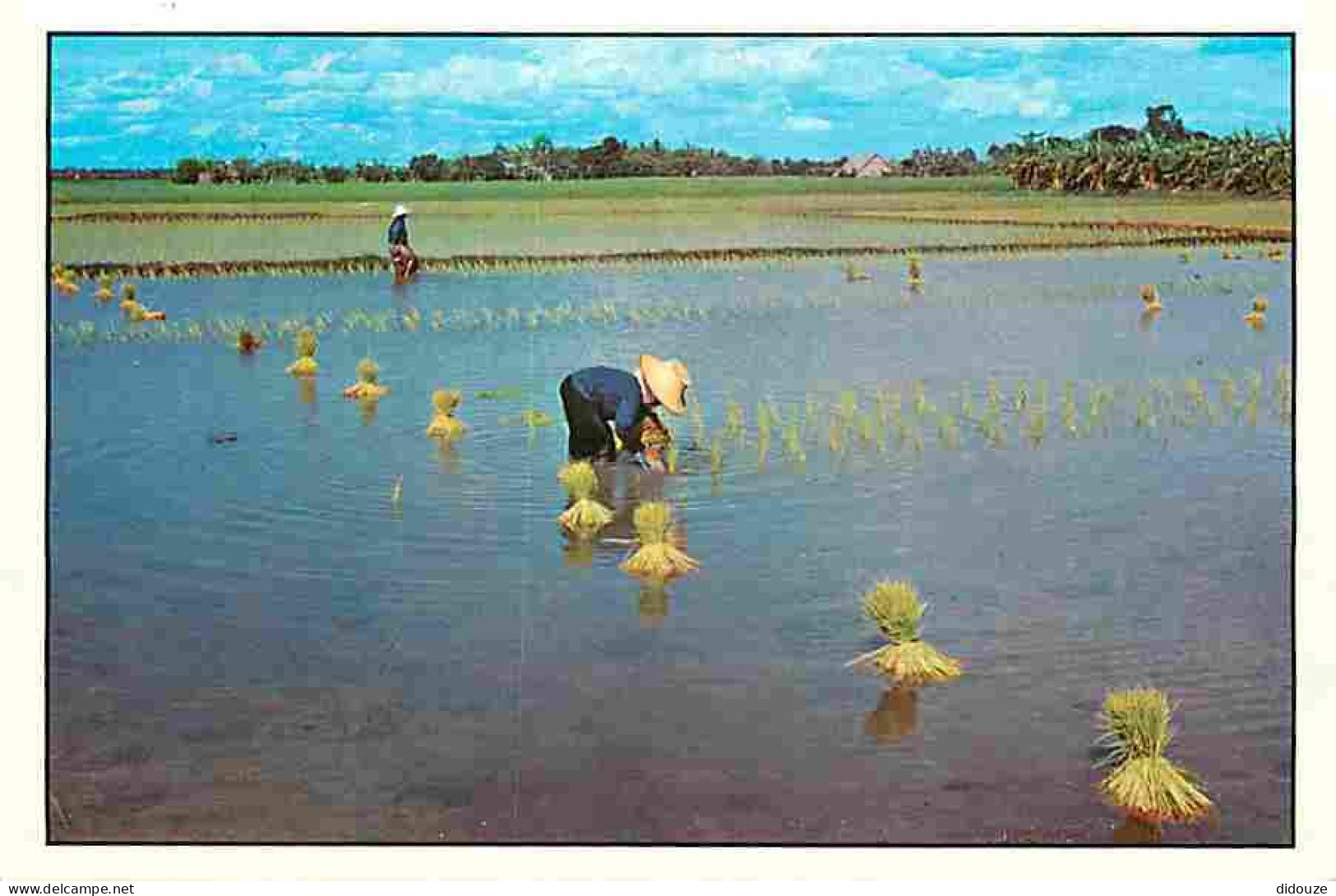 Thailande - Thai Farmers Transplant The Rice Sprouts On The Paddy Field - Carte Neuve - CPM - Voir Scans Recto-Verso - Tailandia