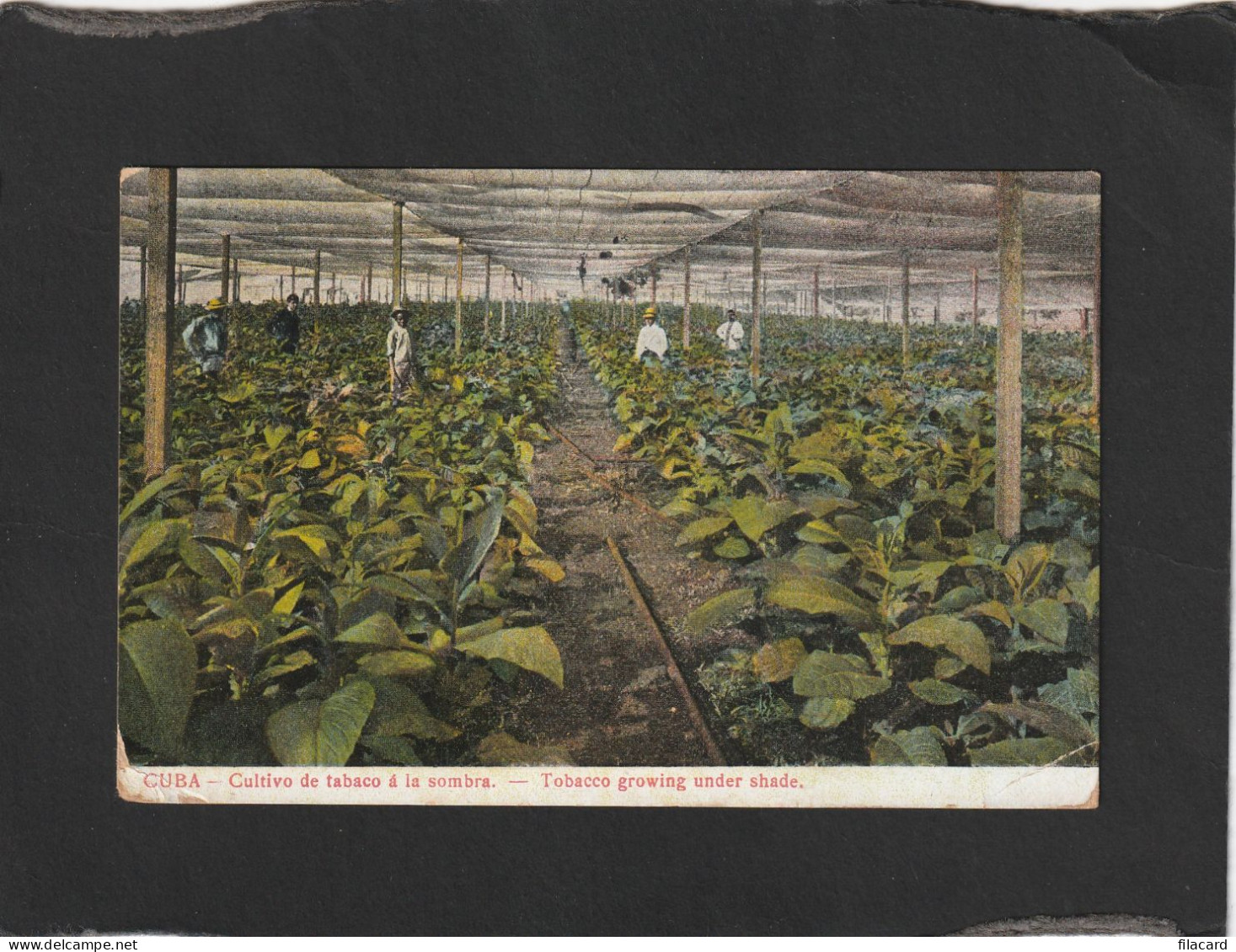 128284          Cuba,   Cultivo  De  Tabaco  A La  Sombra,   VG   1910 - Cuba