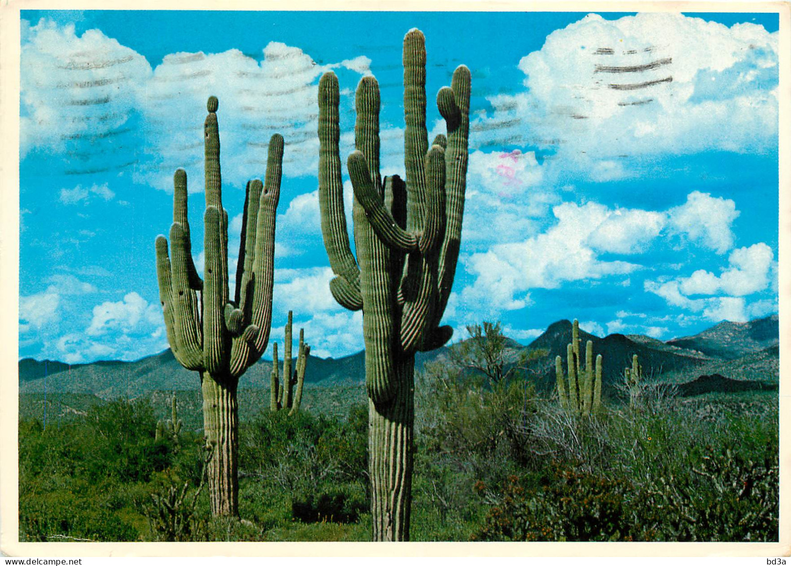  ETATS UNIS USA ARIZONA SAGUAROS ON THE DESERT - Autres & Non Classés