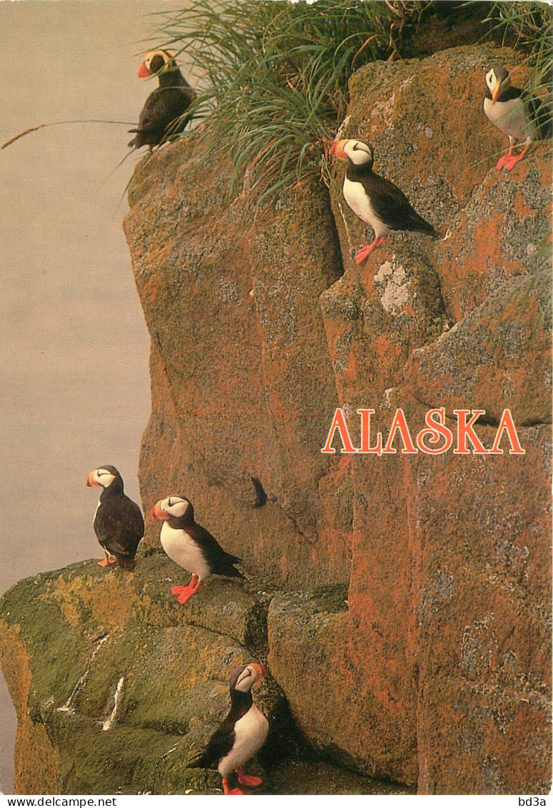 ETATS UNIS USA ALASKA PUFFINS - Autres & Non Classés