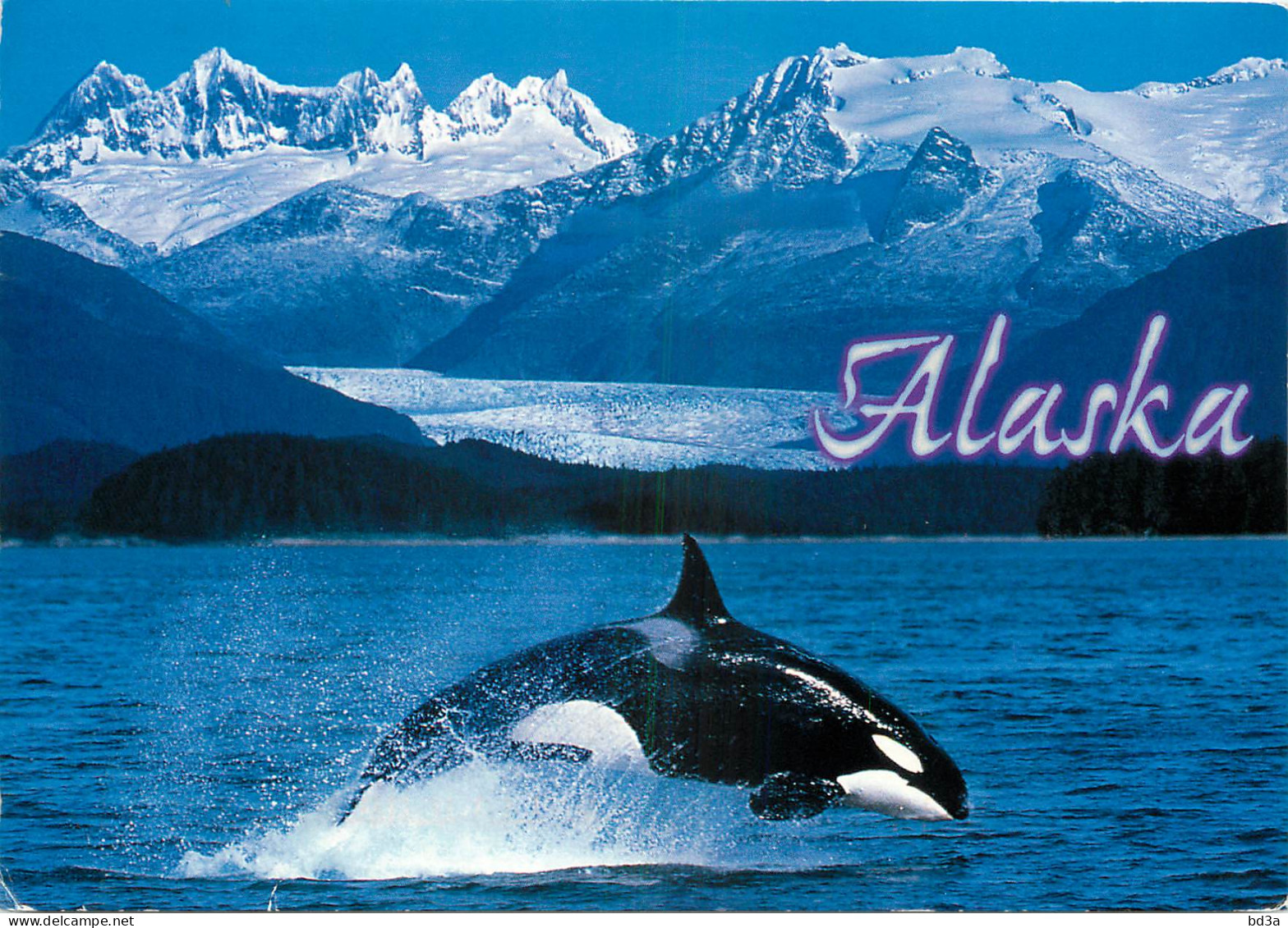 ETATS UNIS USA ALASKA ORCA ORQUE  - Autres & Non Classés