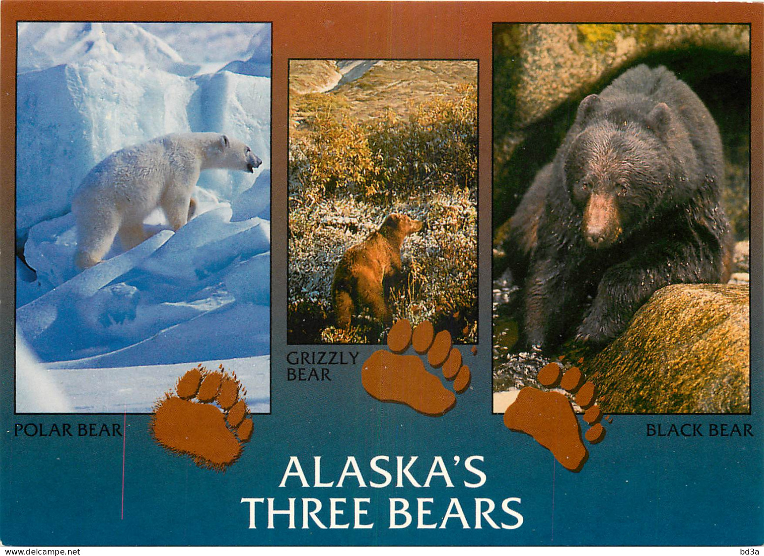 ETATS UNIS USA ALASKA OURS BEAR - Autres & Non Classés