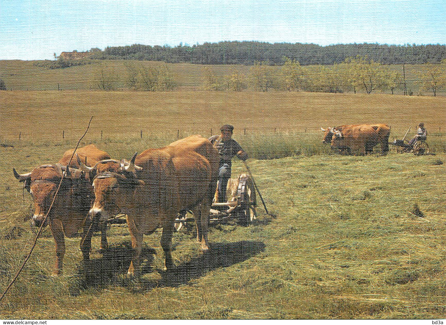 AGRICULTURE LA FAUCHAISON ATTELAGE  - Cultures