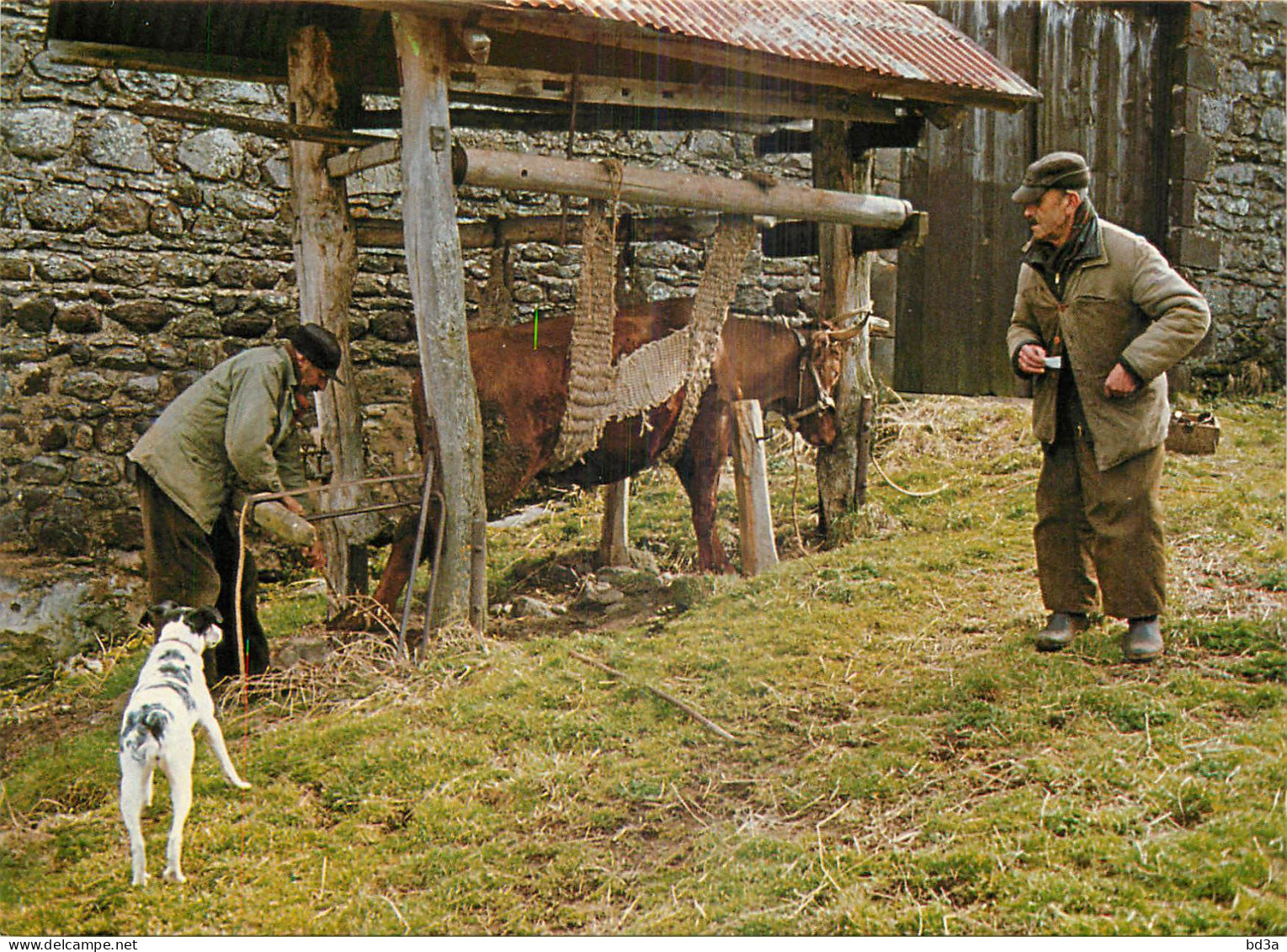 AGRICULTURE LE FERRAGE - Elevage