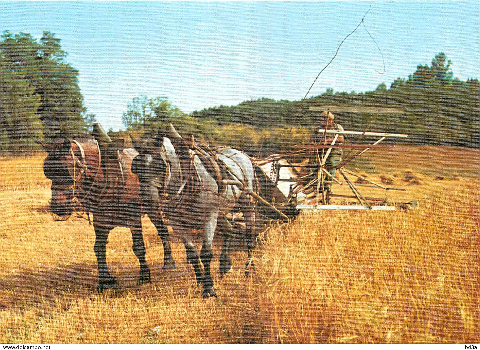 AGRICULTURE LA MOISSON ATTELAGE  - Cultures