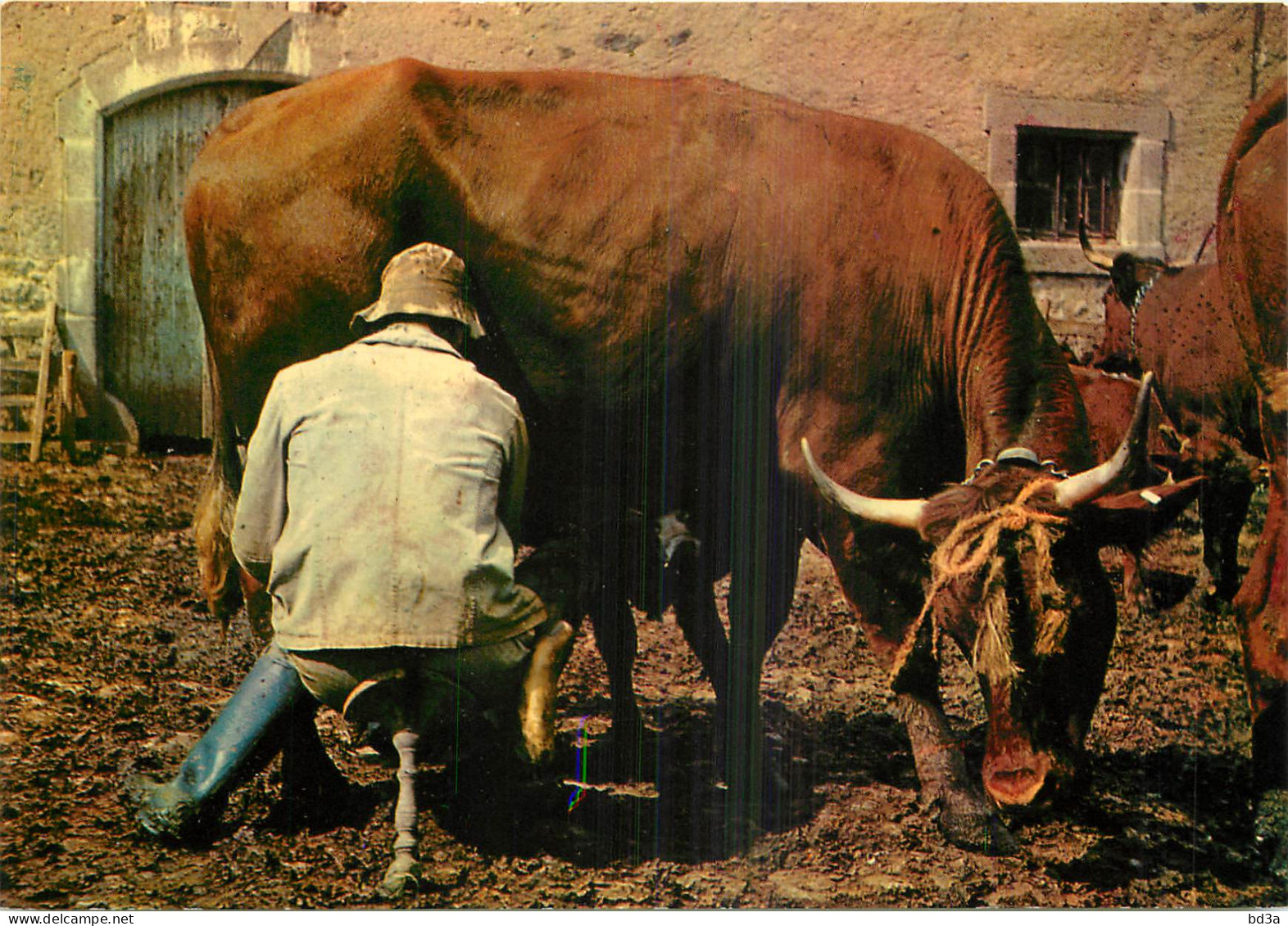 AGRICULTURE LA TRAITE  - Viehzucht