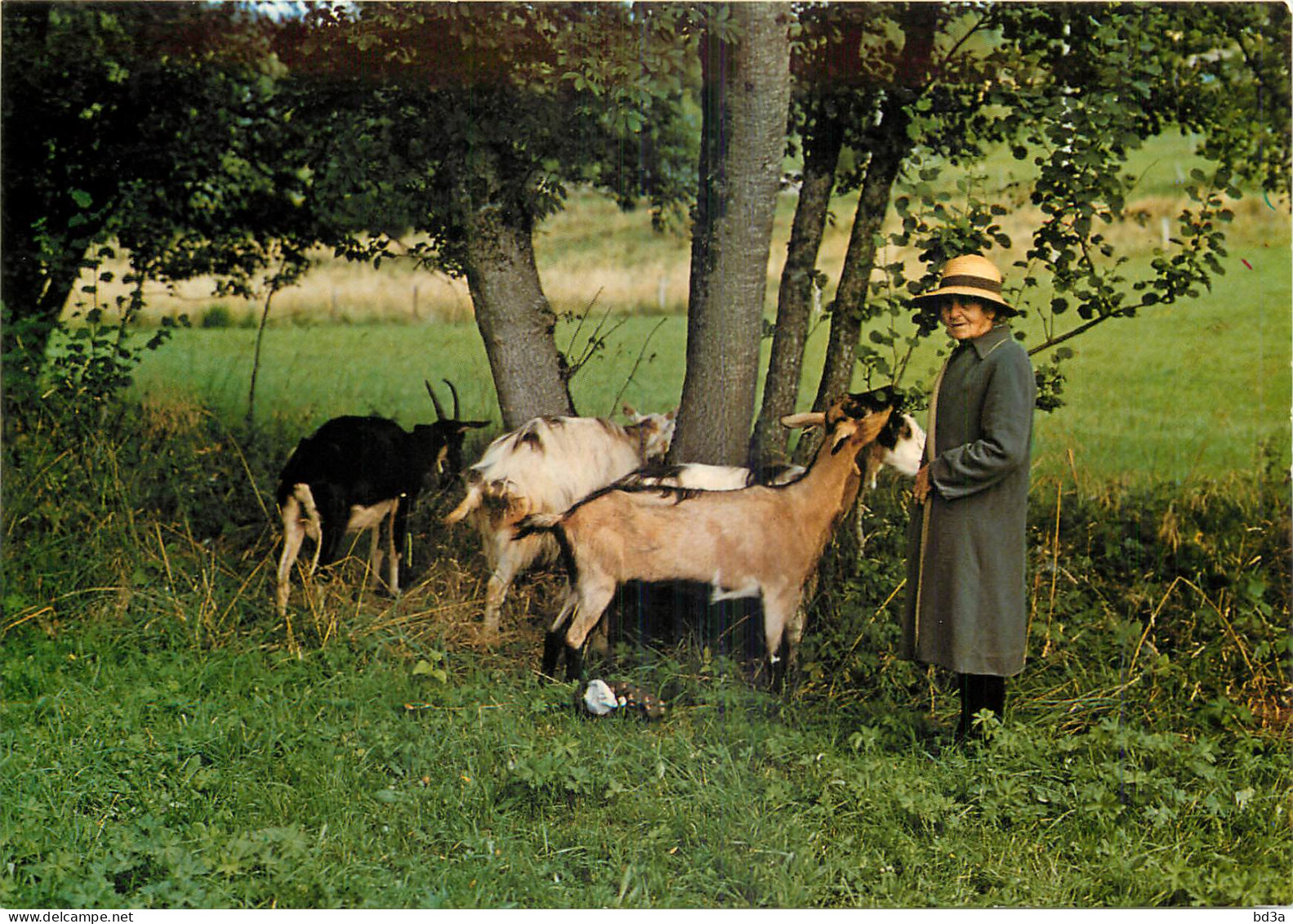 AGRICULTURE UNE CHEVRIERE - Crías