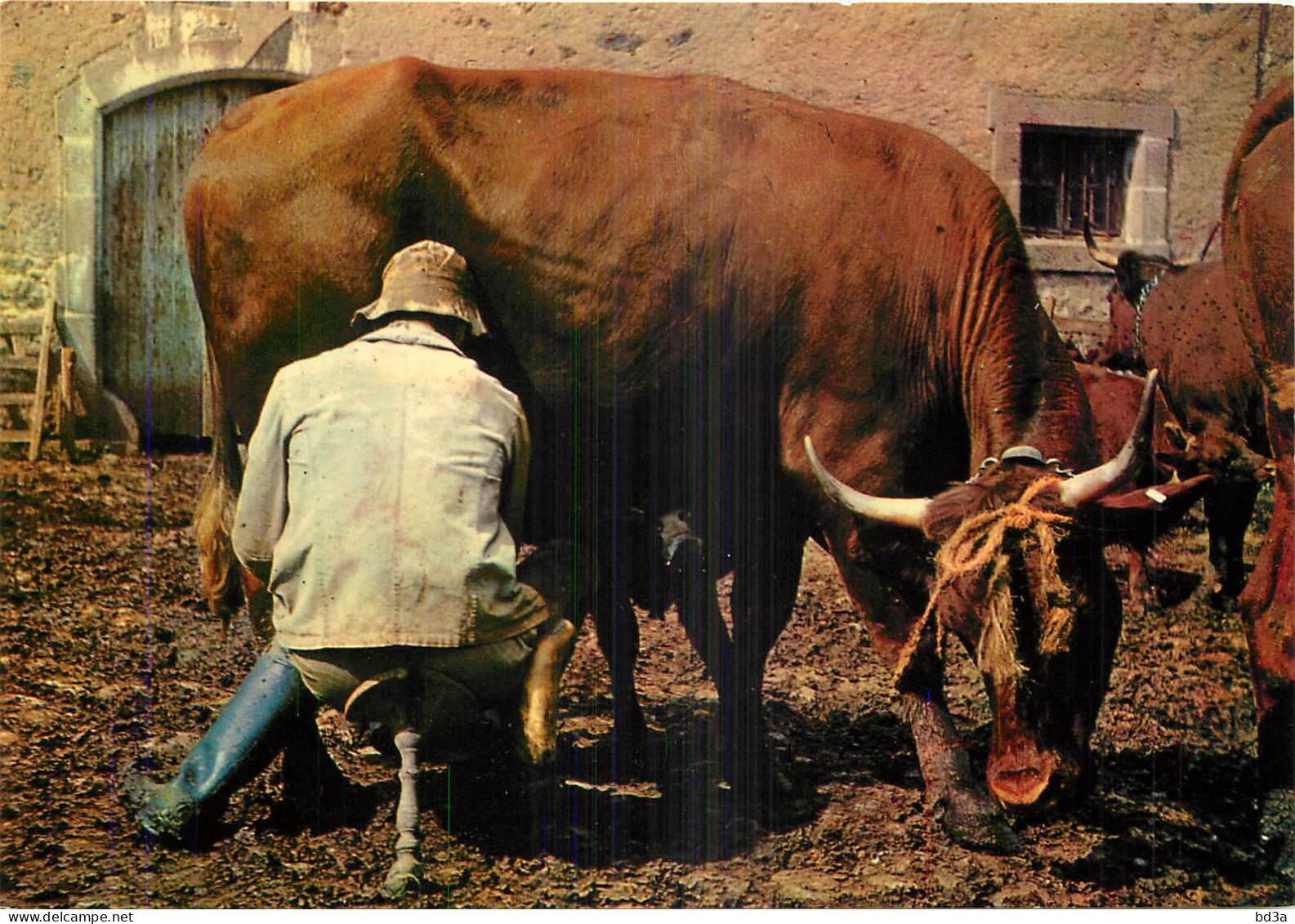 AGRICULTURE LA TRAITE - Viehzucht