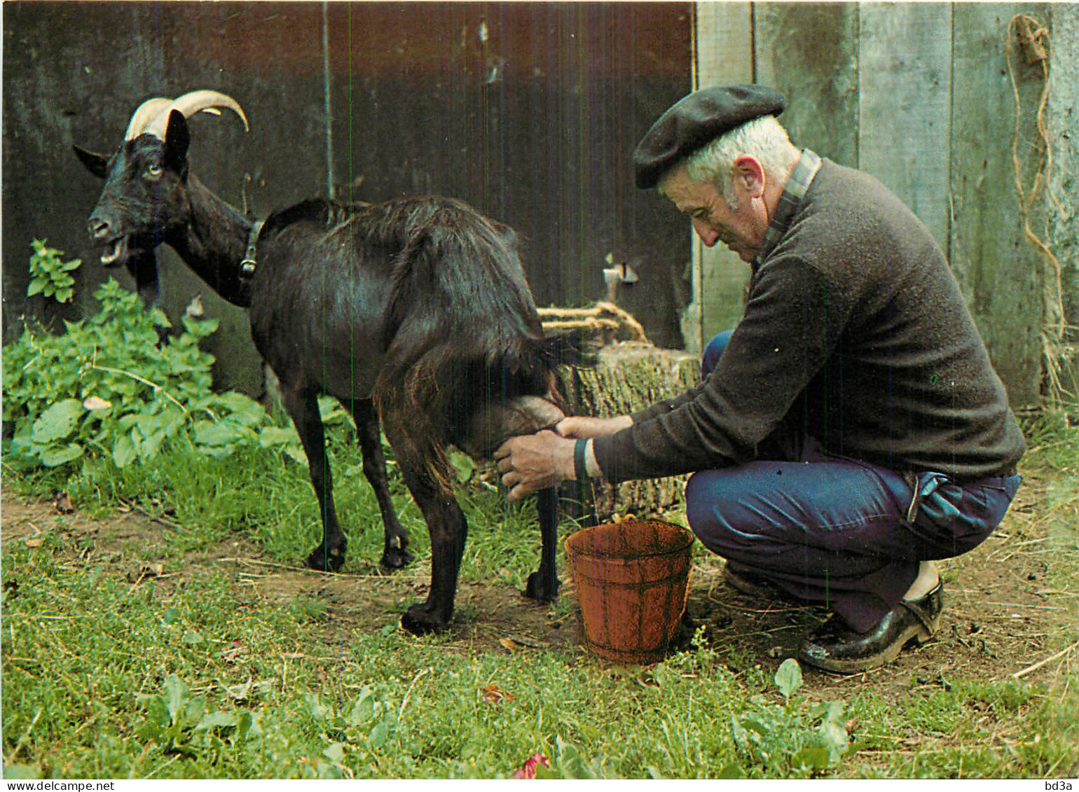 VIEUX METIERS AGRICULTURE LA TRAITE DES CHEVRES - Elevage