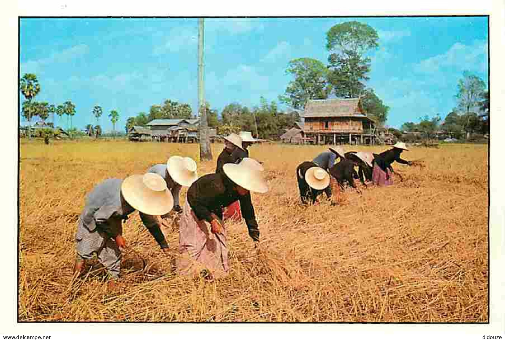 Thailande - Thai Farmers Harvest The Rice Cereals On The Paddy Field - Carte Neuve - CPM - Voir Scans Recto-Verso - Tailandia