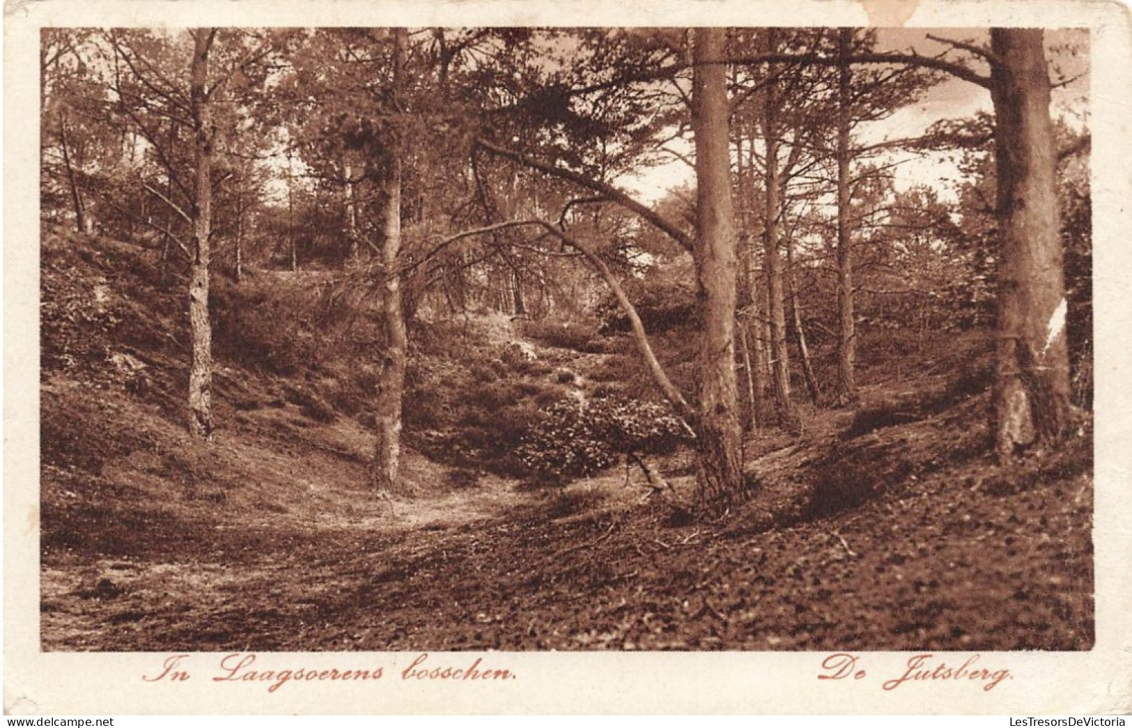 PAYS-BAS - In LaagSoerens Bosschen - De Justberg - Vue Dans Une Forêt - Arbres - Carte Postale Ancienne - Rheden