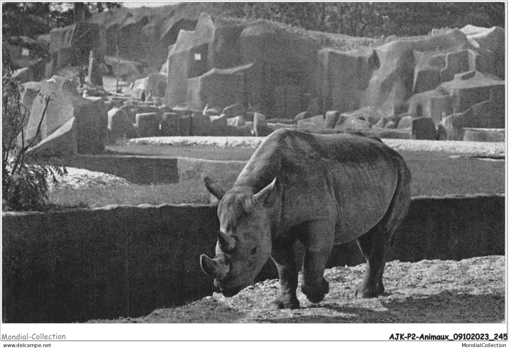AJKP2-0236 - ANIMAUX - LE RHINOCEROS D'AFRIQUE  - Rhinozeros