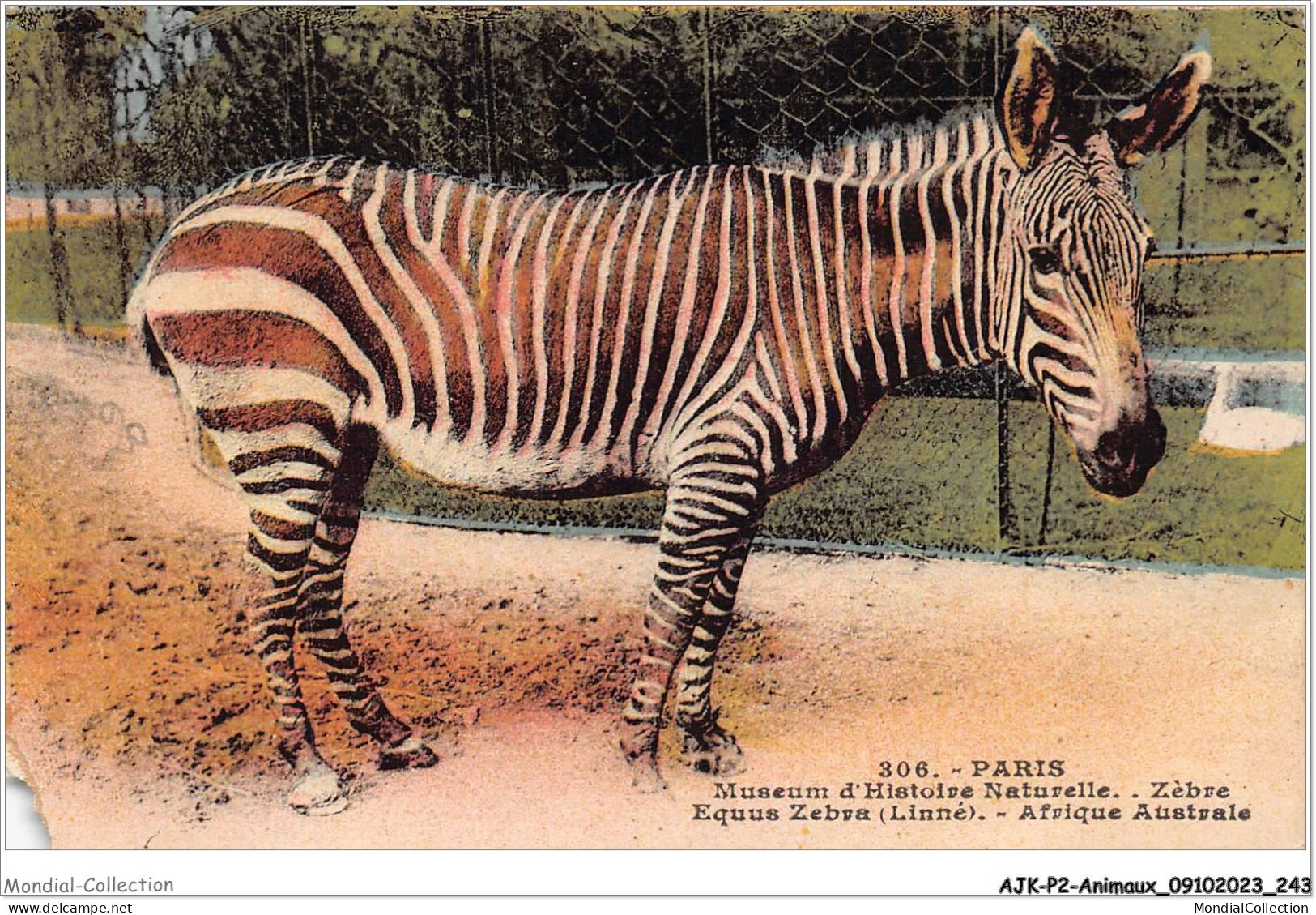 AJKP2-0235 - ANIMAUX - ZEBRE - AQUUS ZEBRA - AFRIQUE AUSTRALE  - Zèbres