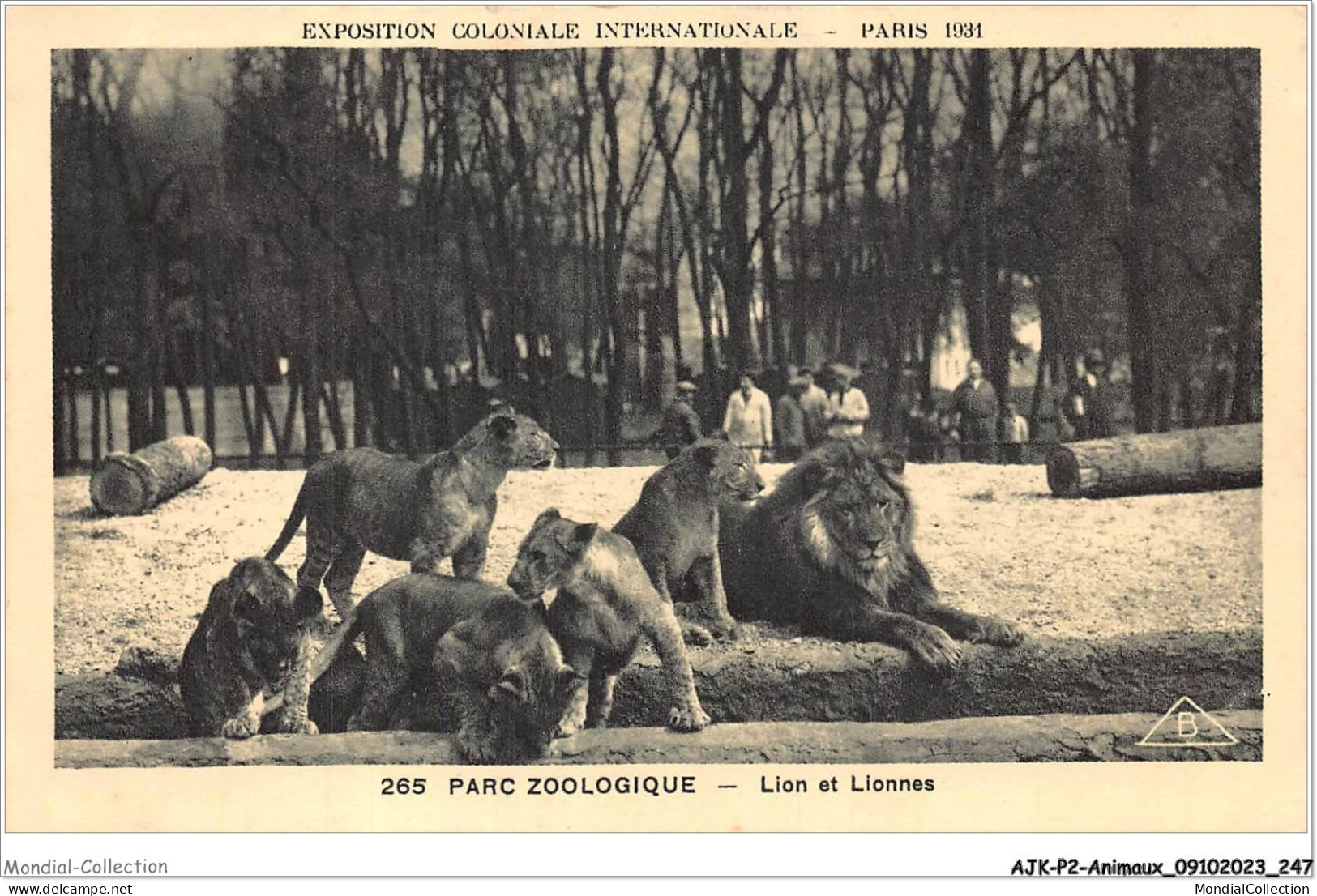 AJKP2-0237 - ANIMAUX - PARC ZOOLOGIQUE - LION ET LIONNES  - Leoni