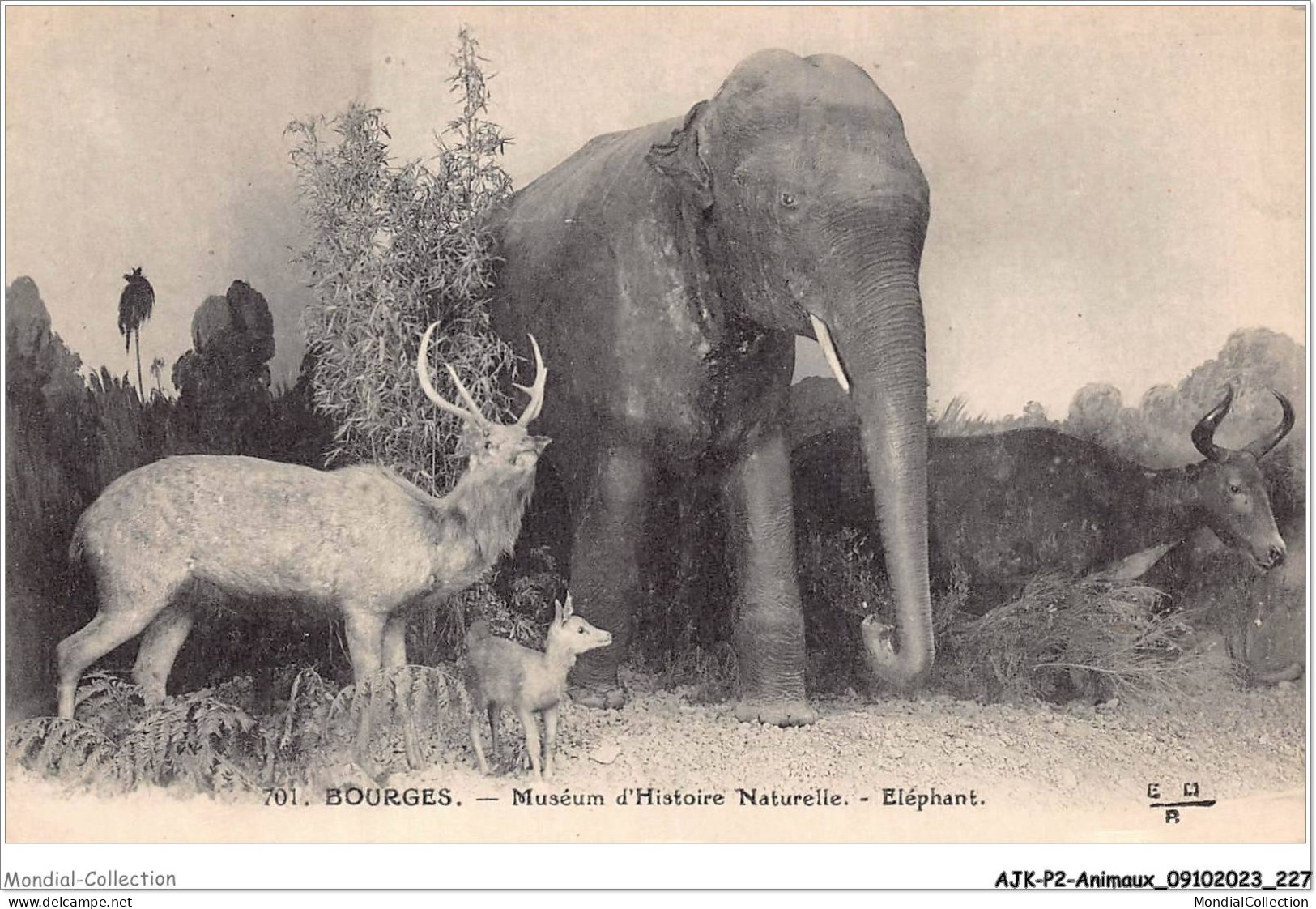 AJKP2-0227 - ANIMAUX - BOURGES - MUSEUM D'HISTOIRE NATURELLE - ELEPHANT  - Elephants