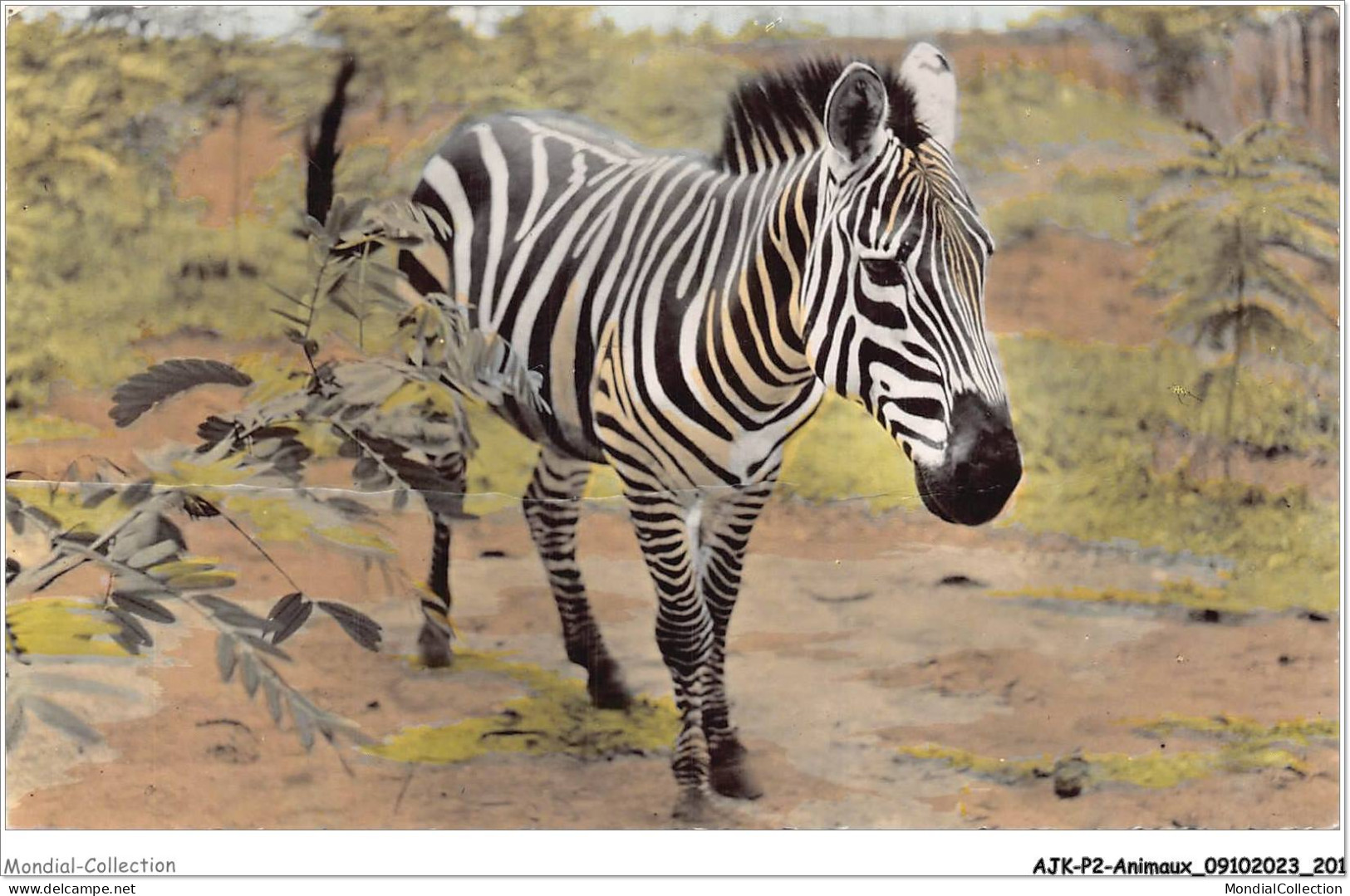 AJKP2-0214 - ANIMAUX - FAUNE AFRICAINE - LE ZEBRE  - Zebra's