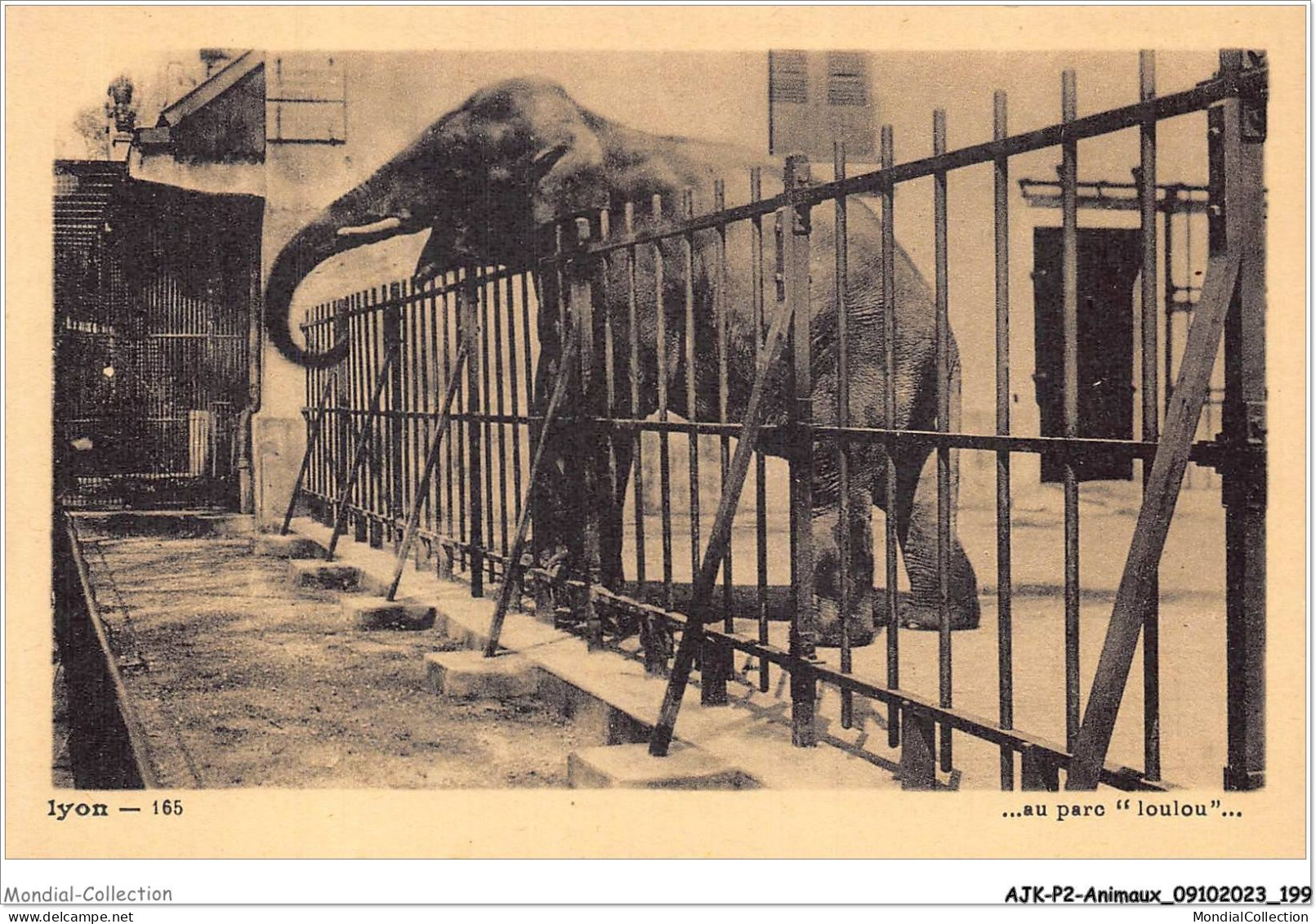 AJKP2-0213 - ANIMAUX - LYON - AU PARC - LOULOU  - Olifanten