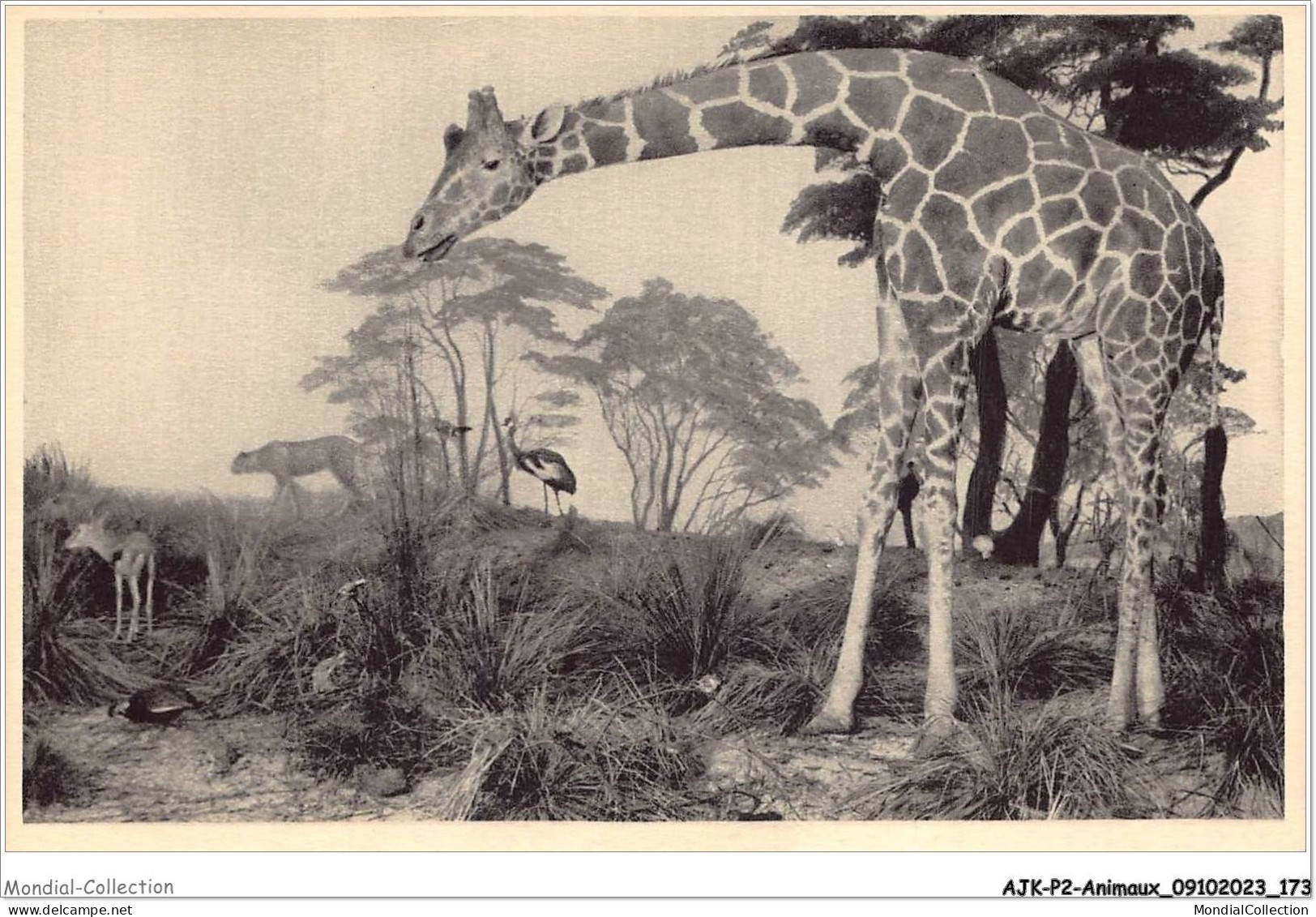 AJKP2-0200 - ANIMAUX - GALERIES DU DUC D'ORLEANS  - Girafes