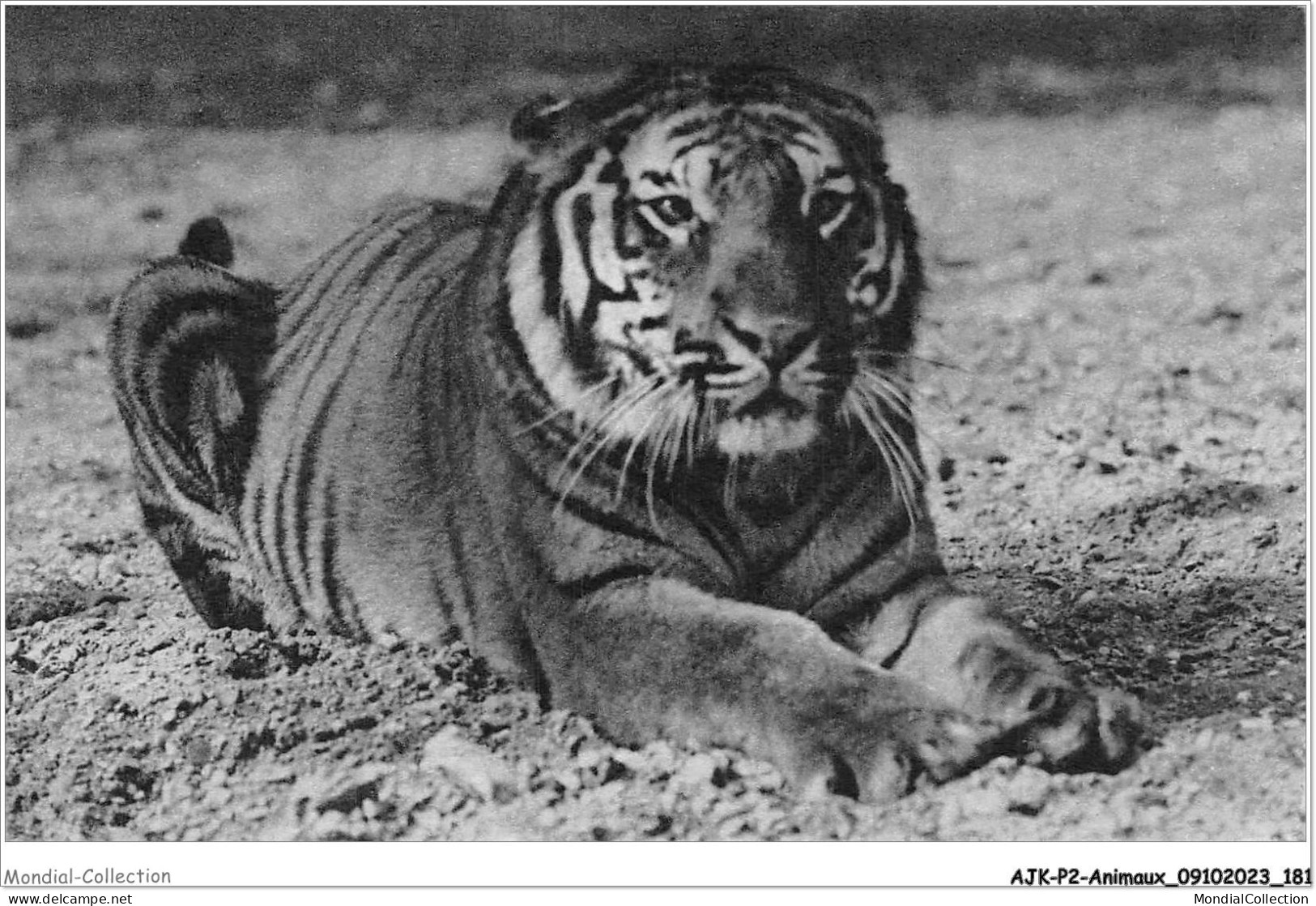 AJKP2-0204 - ANIMAUX - UN TIGRE DU BENGALE  - Tiger