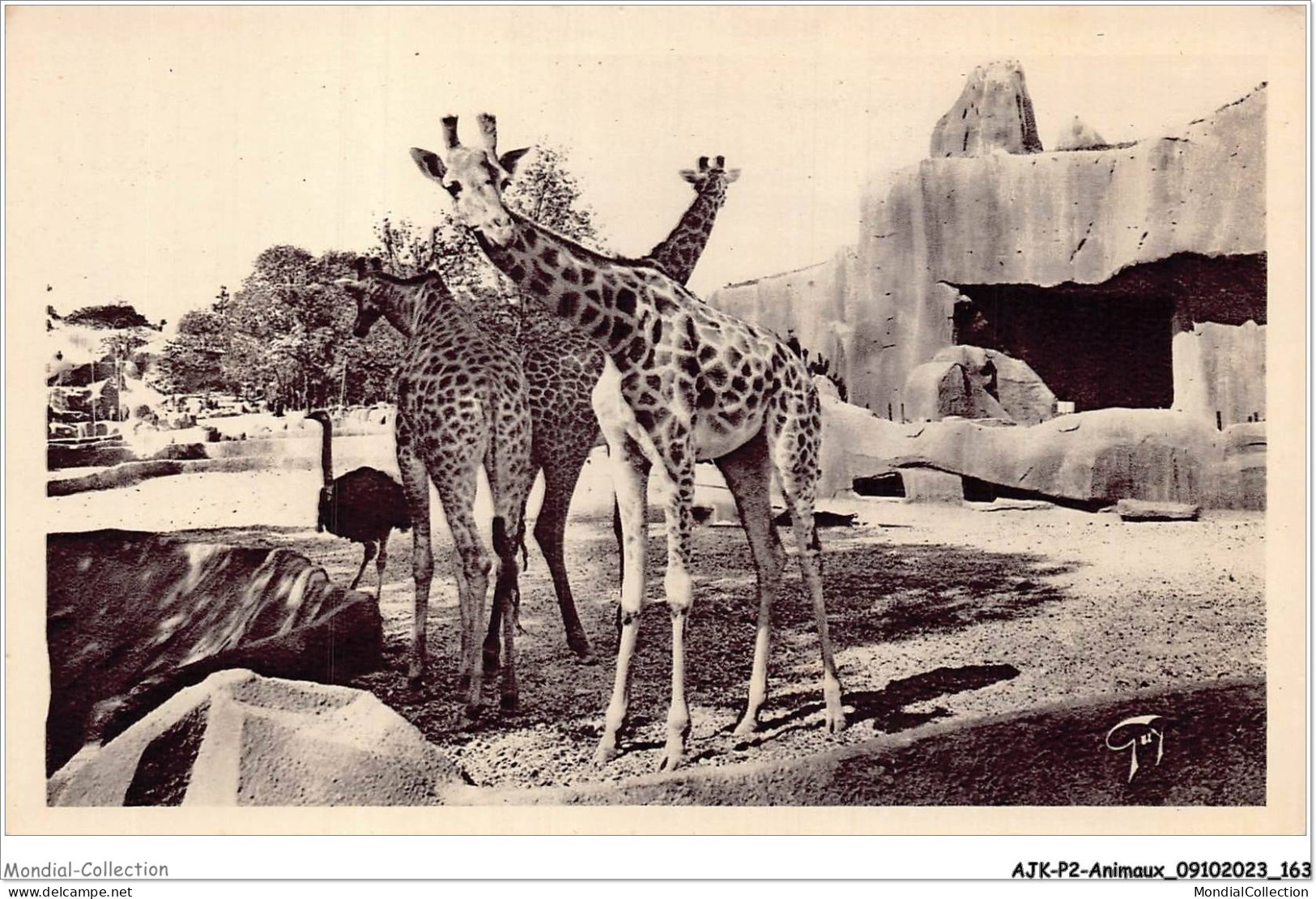 AJKP2-0195 - ANIMAUX - JARDIN ZOOLOGIQUE DE VINCENNES - GIRAFFES ET AUTRUCHES  - Giraffen